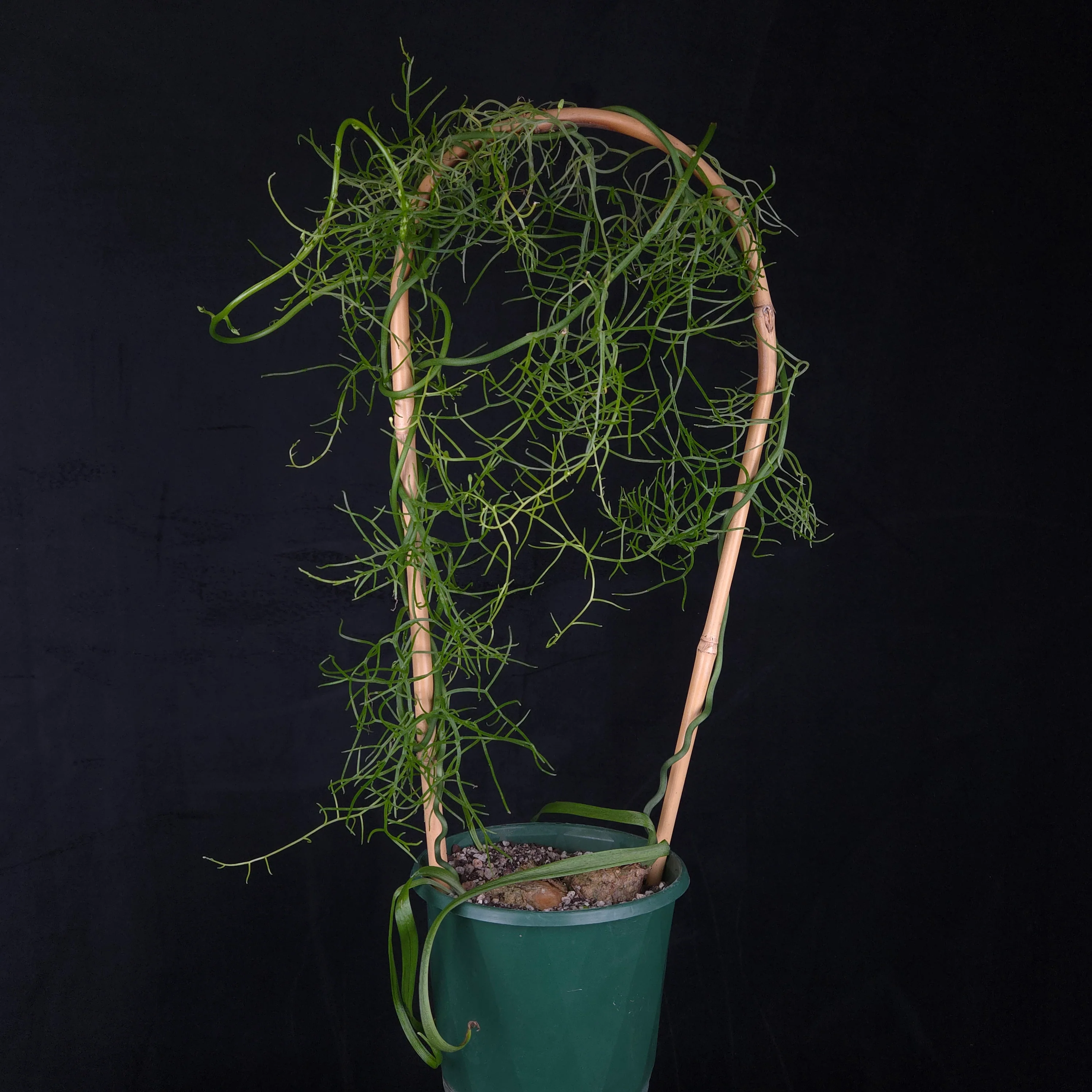 Bowiea volubilis - Image 2