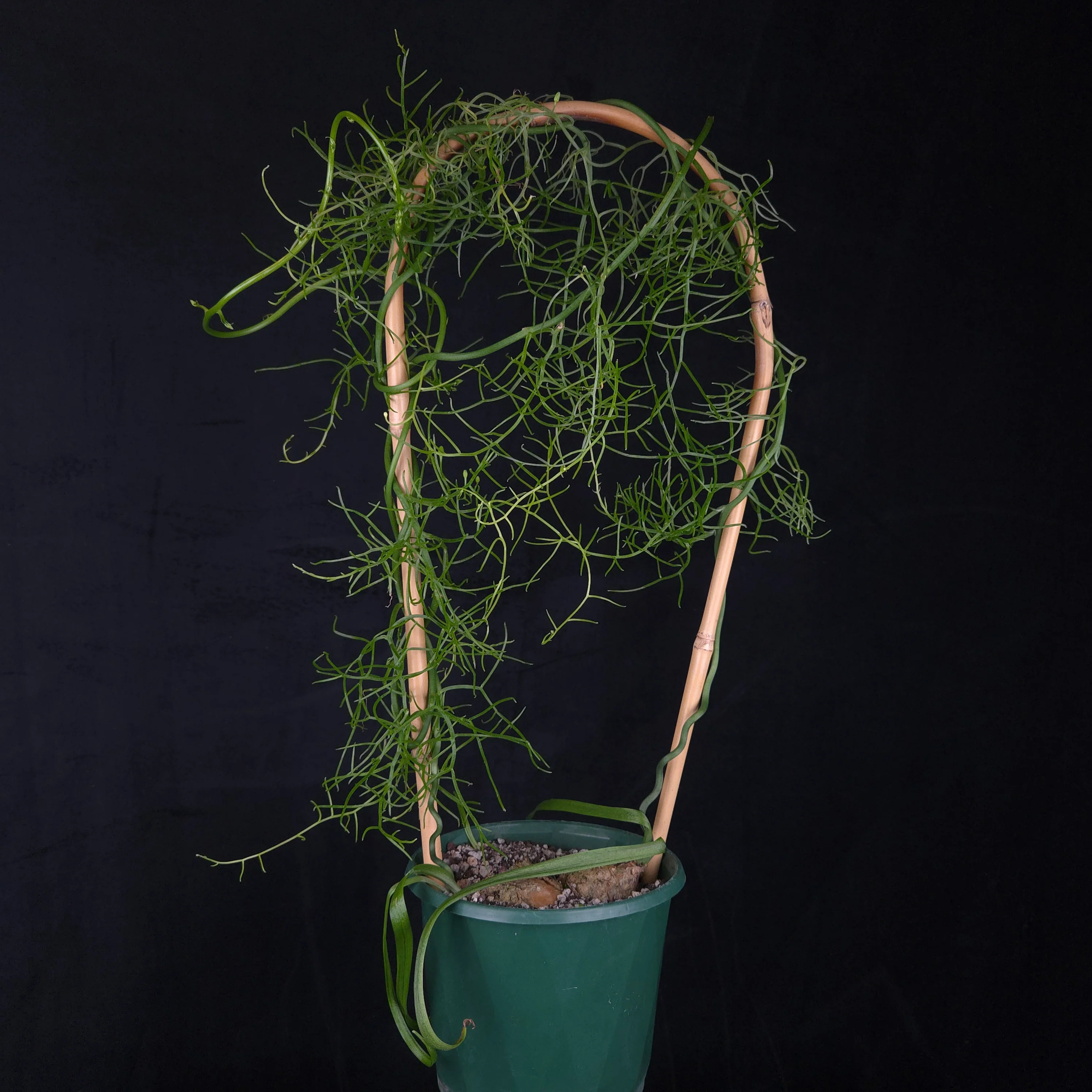 Bowiea volubilis - Image 3