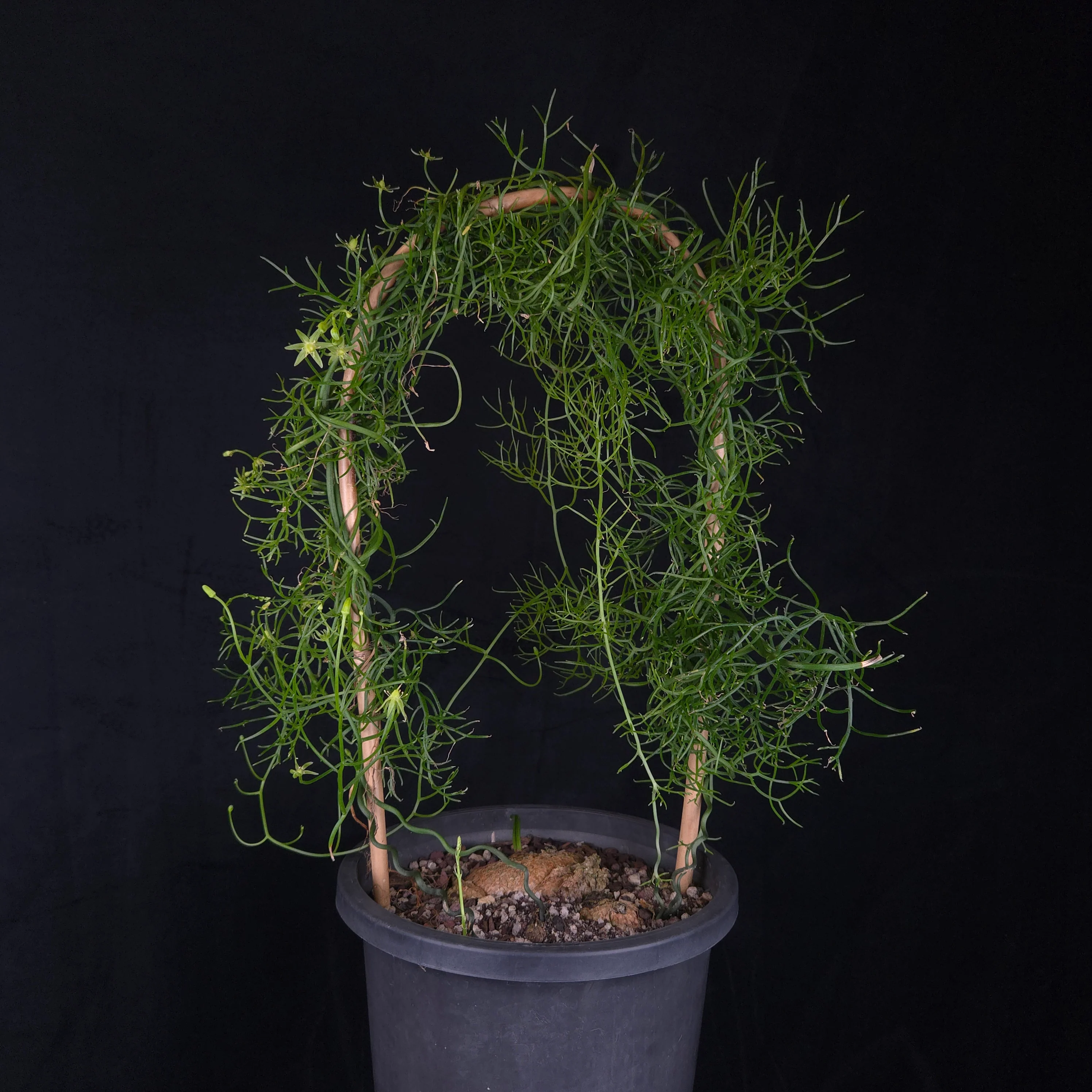 Bowiea volubilis - Image 4