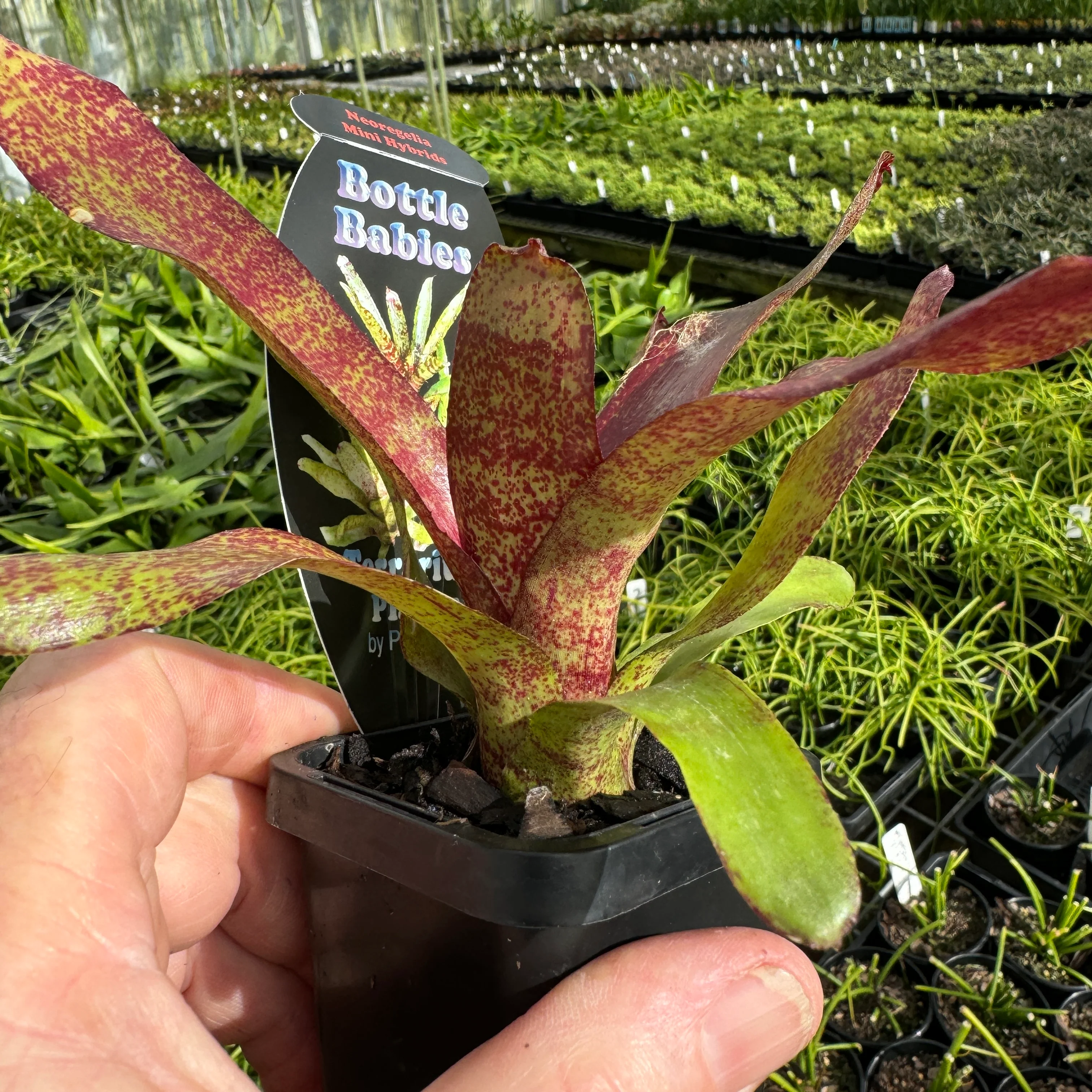 Neoregelia Tiny Tot 'Red' Mini Hybrid Bromeliad - Image 3