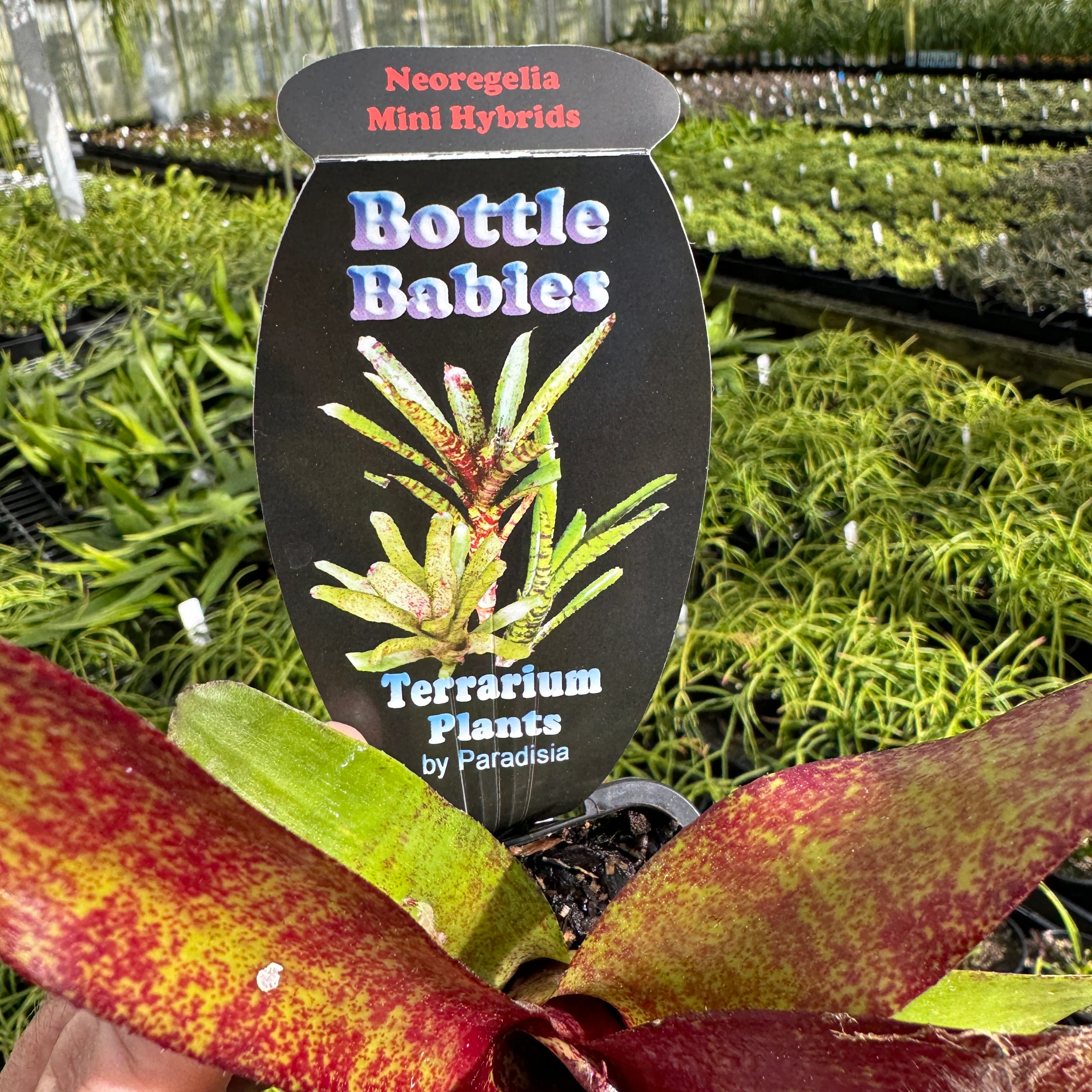Neoregelia Tiny Tot 'Red' Mini Hybrid Bromeliad - Image 4
