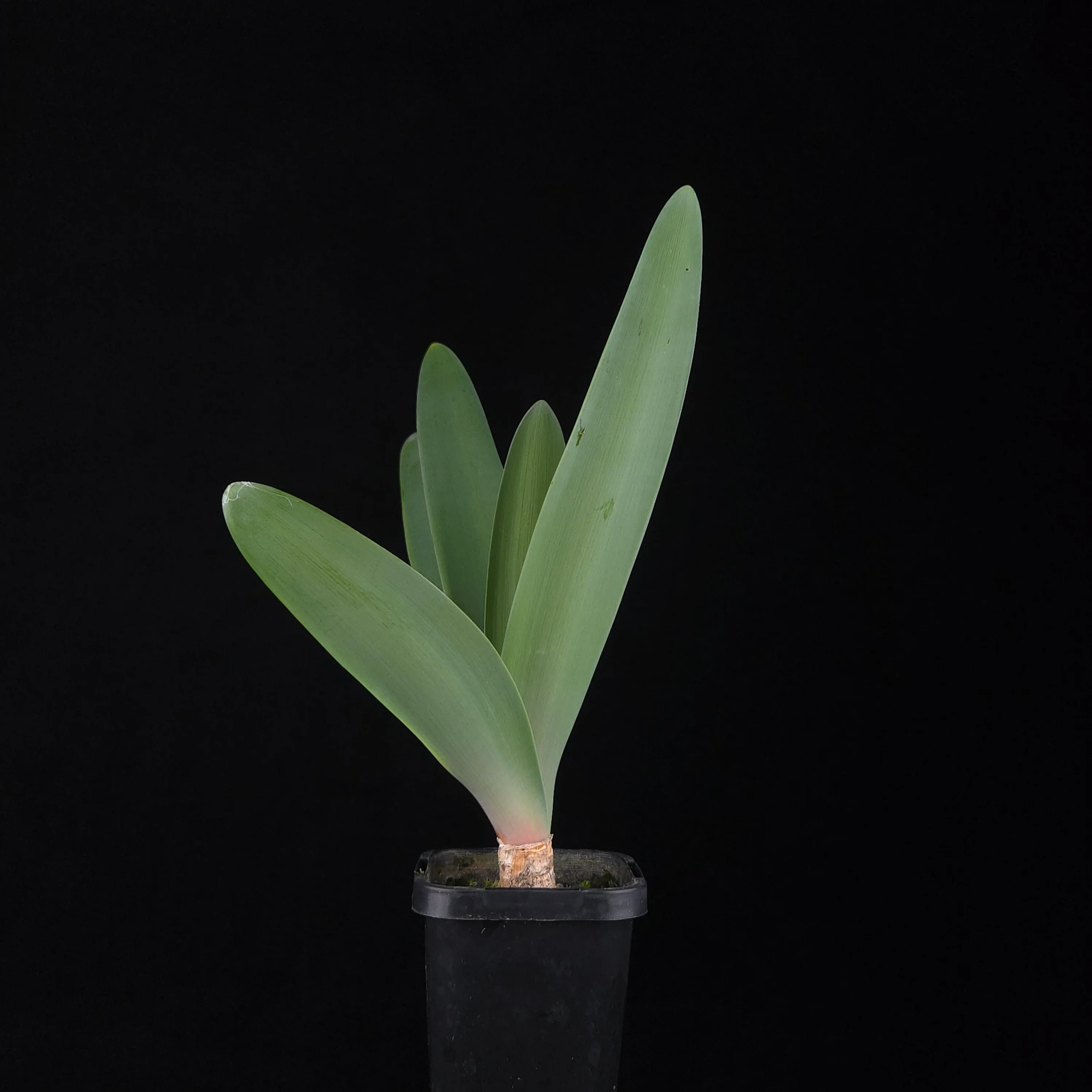 Brunsvigia josephinae