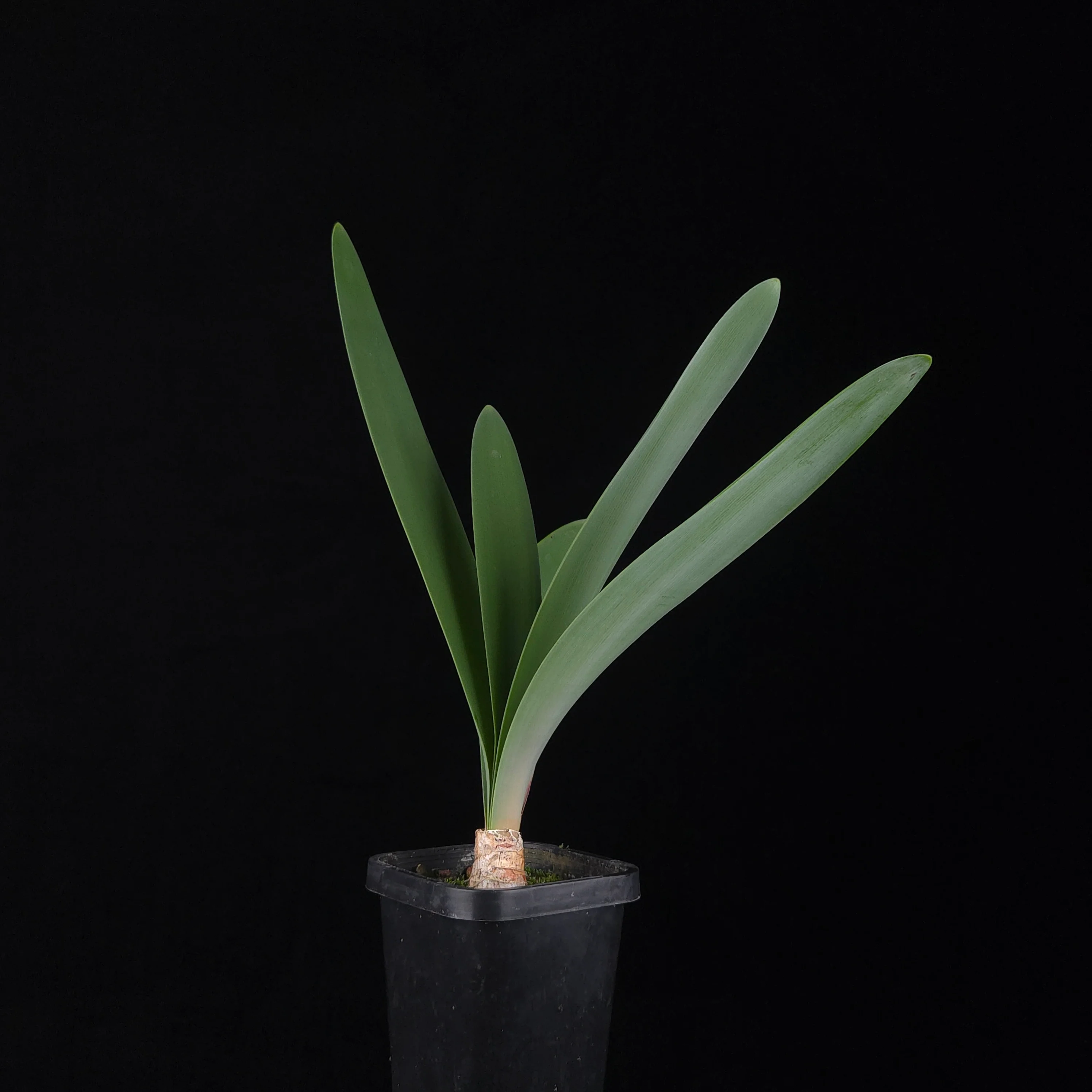 Brunsvigia josephinae - Image 2