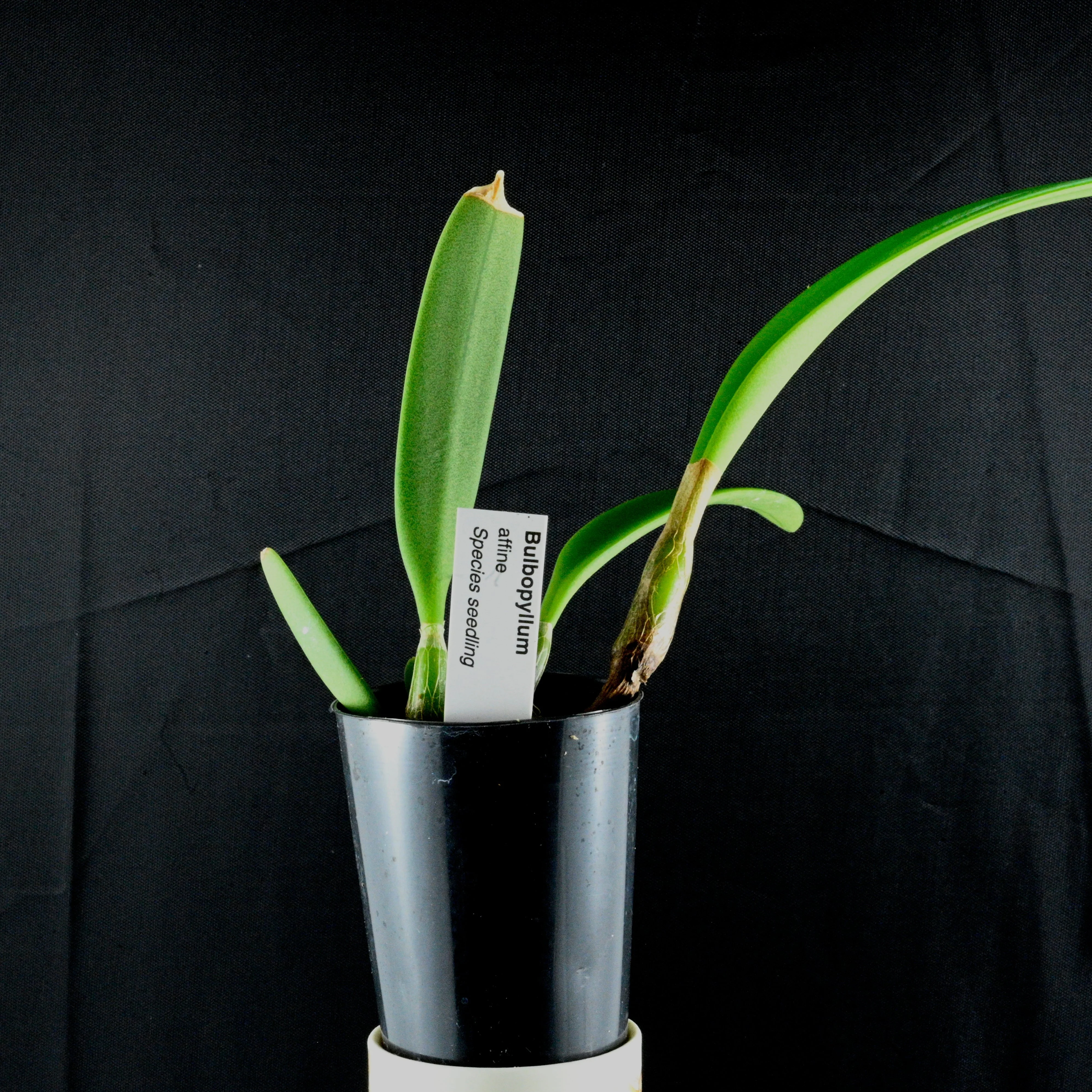 Bulbophyllum affine - Image 2