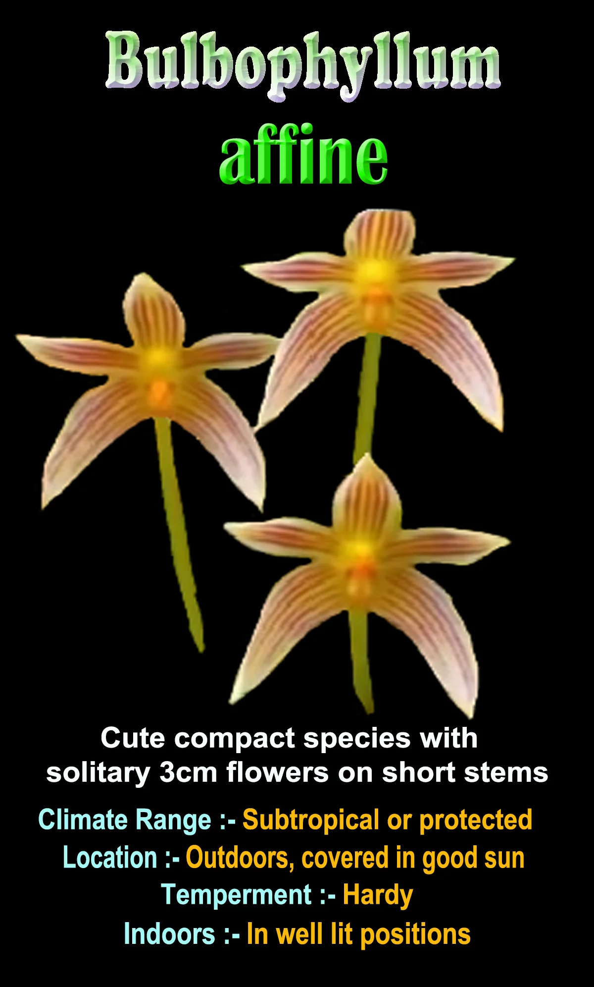 Bulbophyllum affine - Image 3