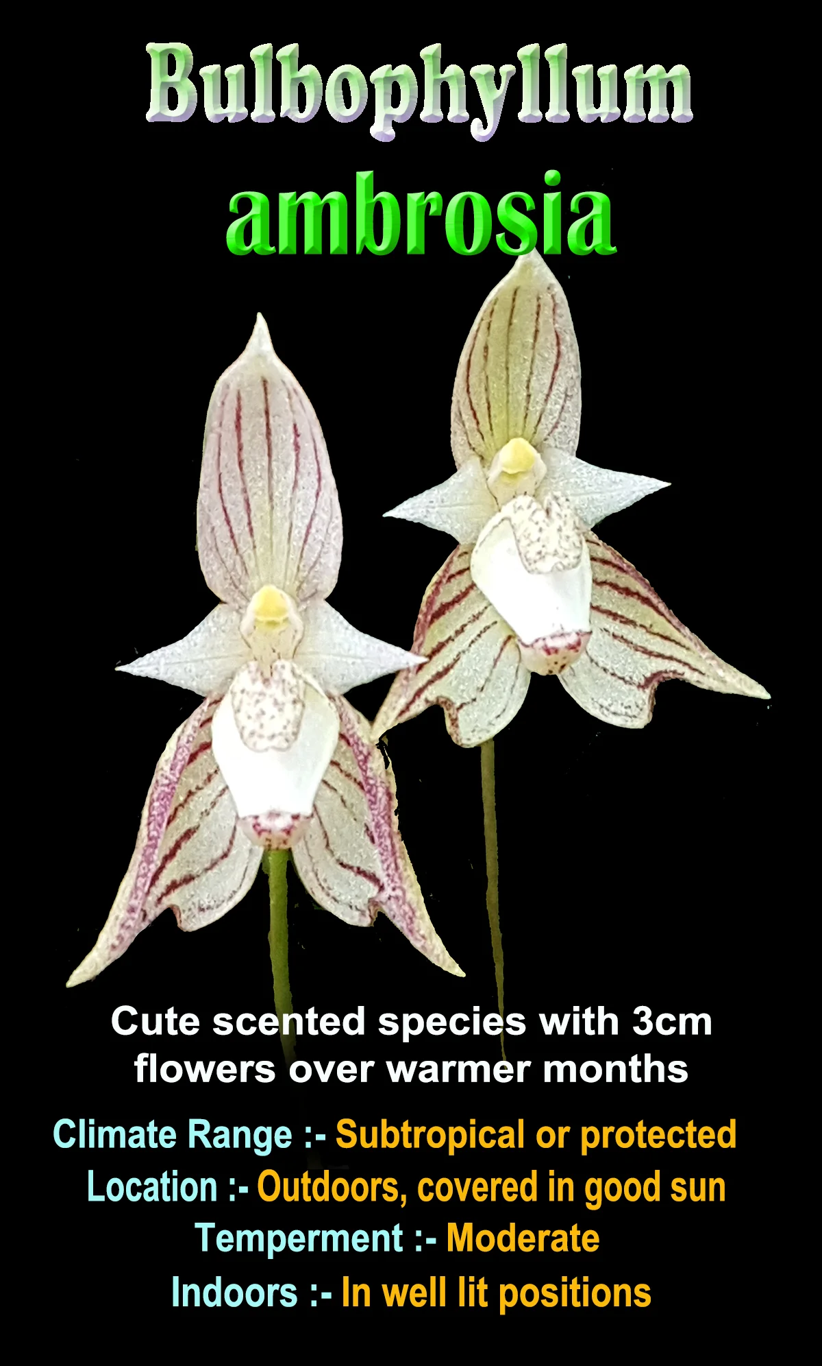 Bulbophyllum ambrosia - Image 3