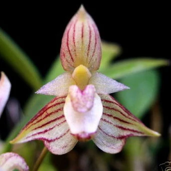 Bulbophyllum ambrosia - Image 4