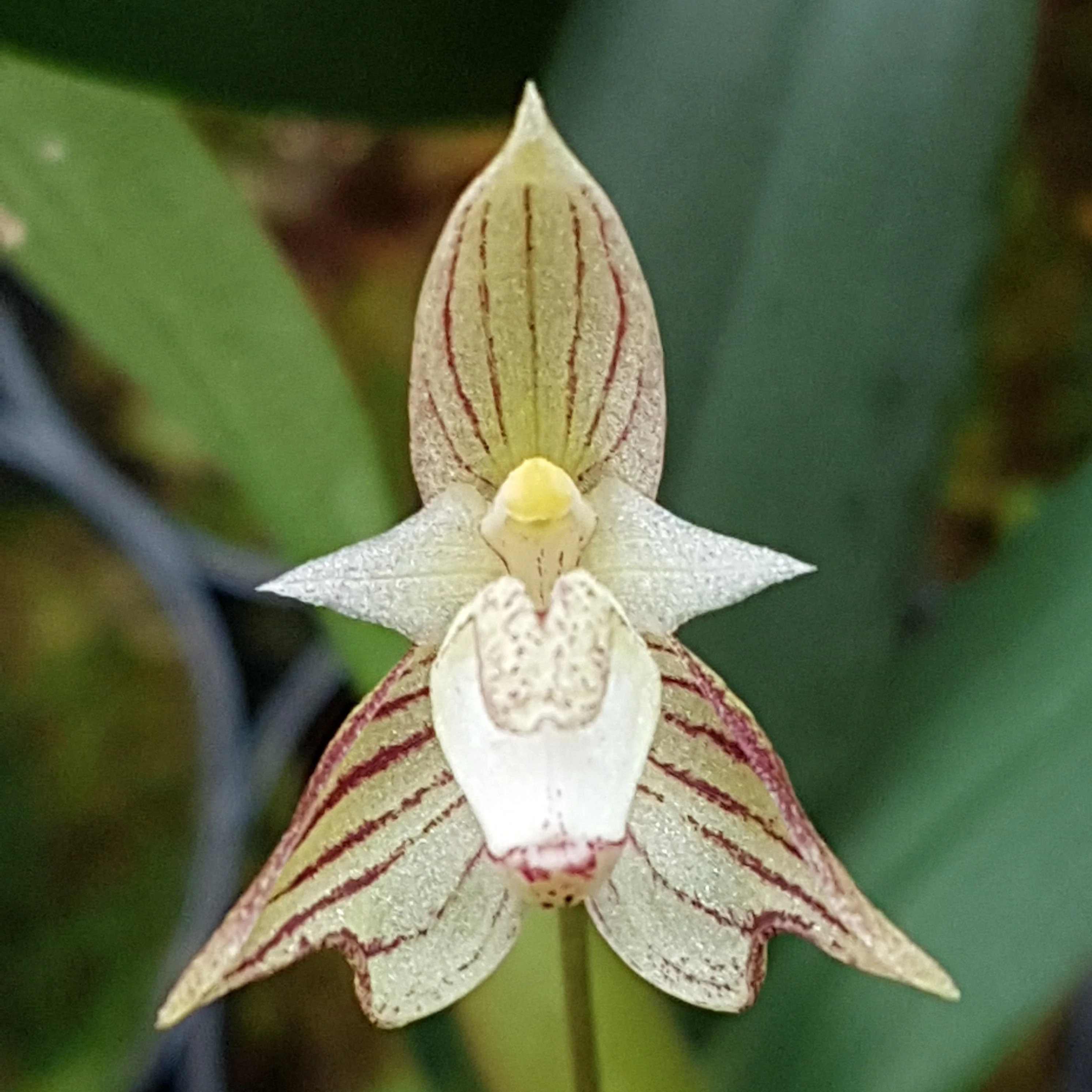 Bulbophyllum ambrosia - Image 5
