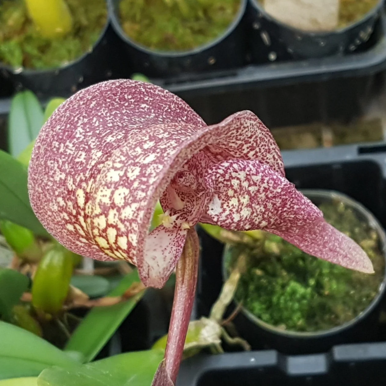 Bulbophyllum arfakianum