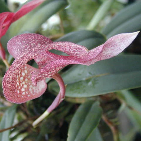 Bulbophyllum arfakianum - Image 2