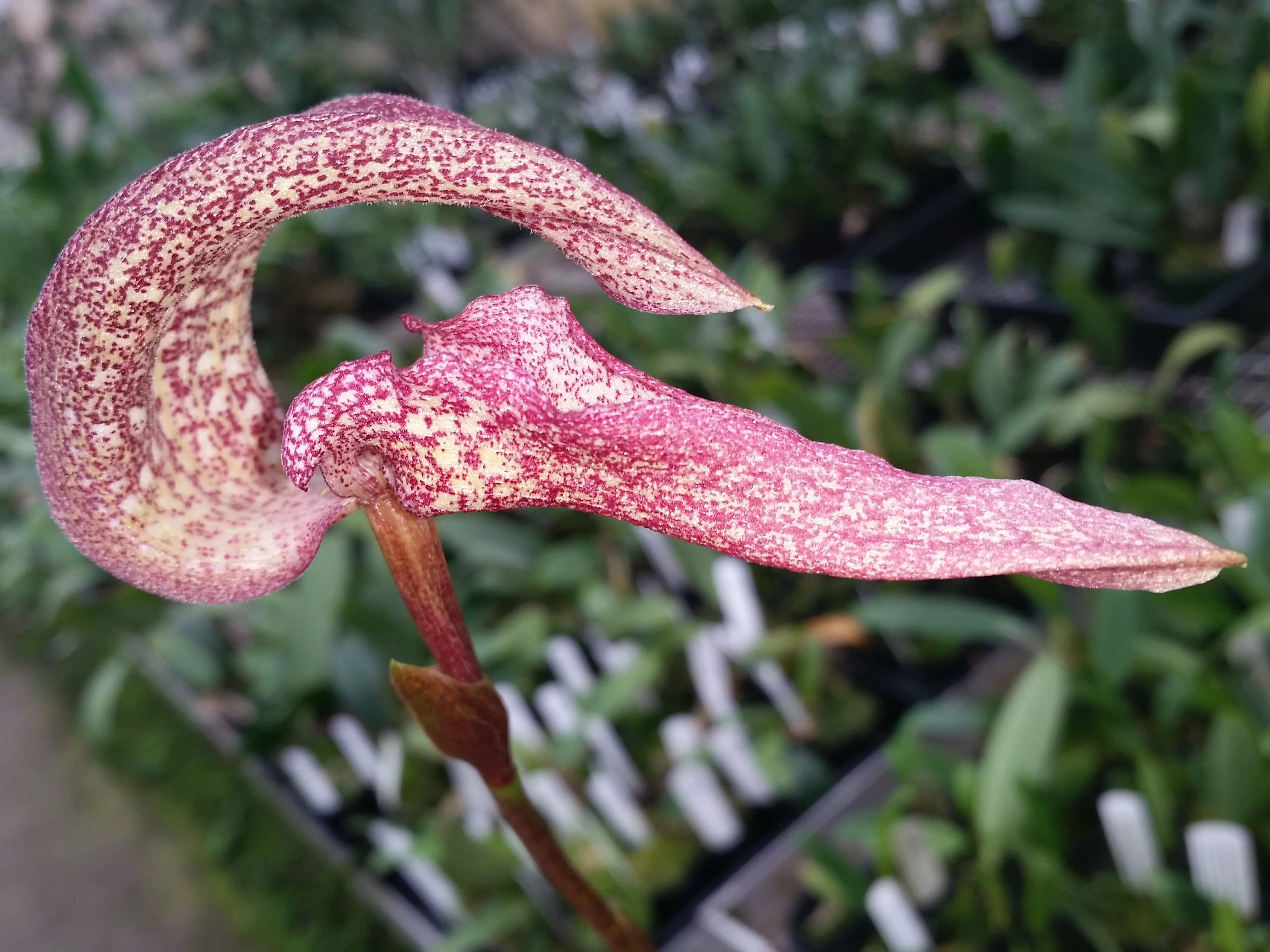 Bulbophyllum arfakianum - Image 3