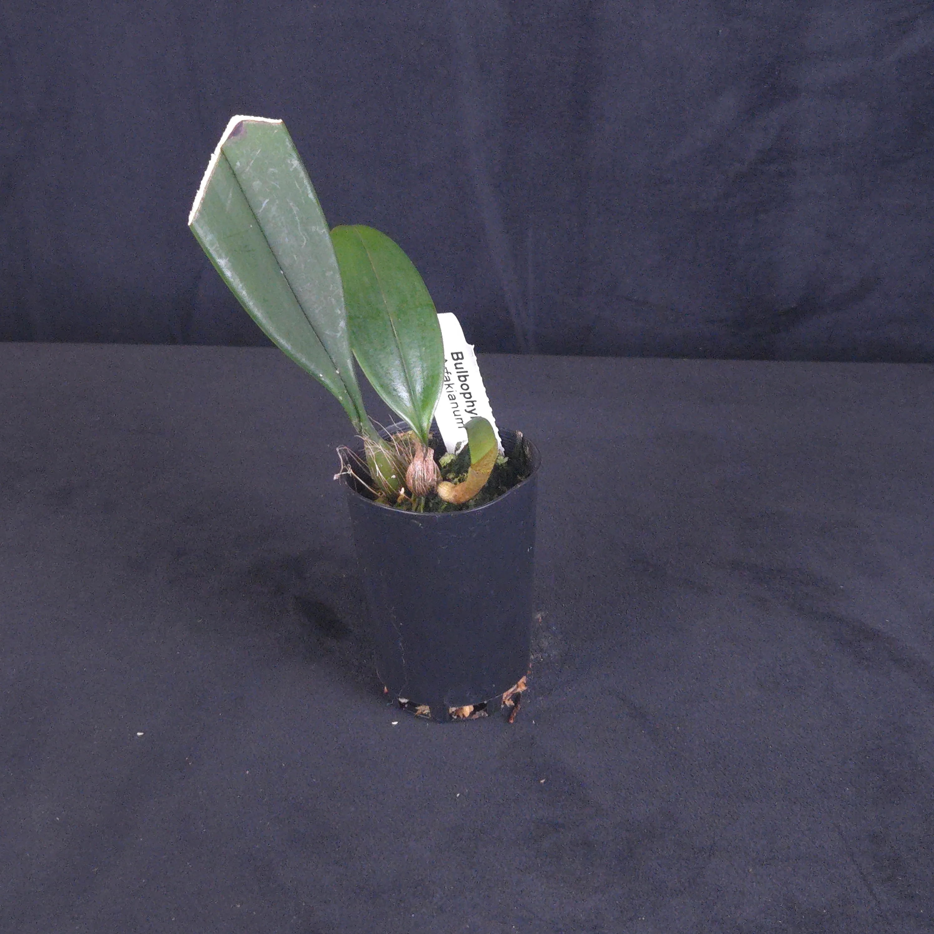 Bulbophyllum arfakianum - Image 4