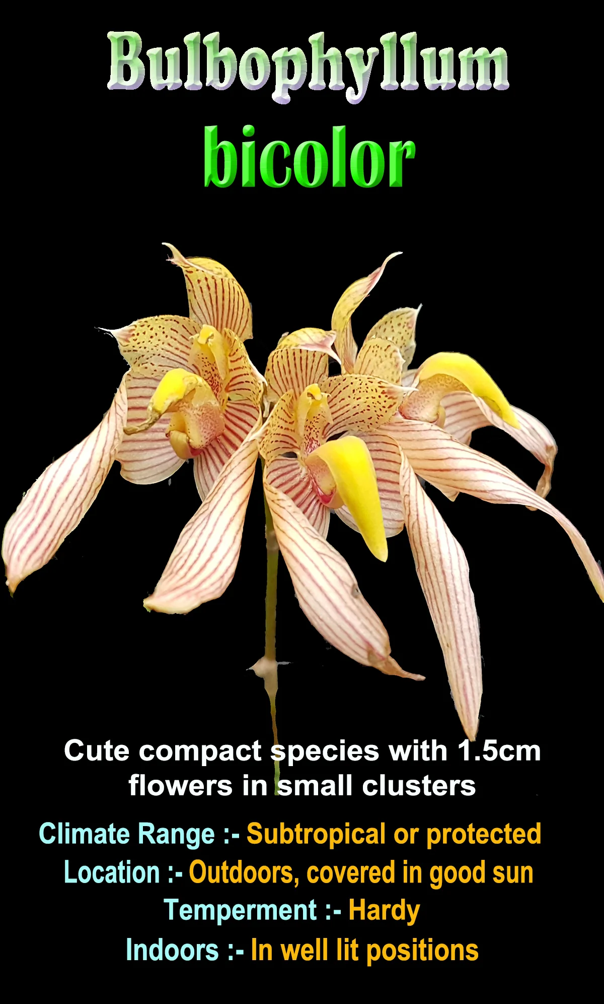Bulbophyllum bicolor - Image 3