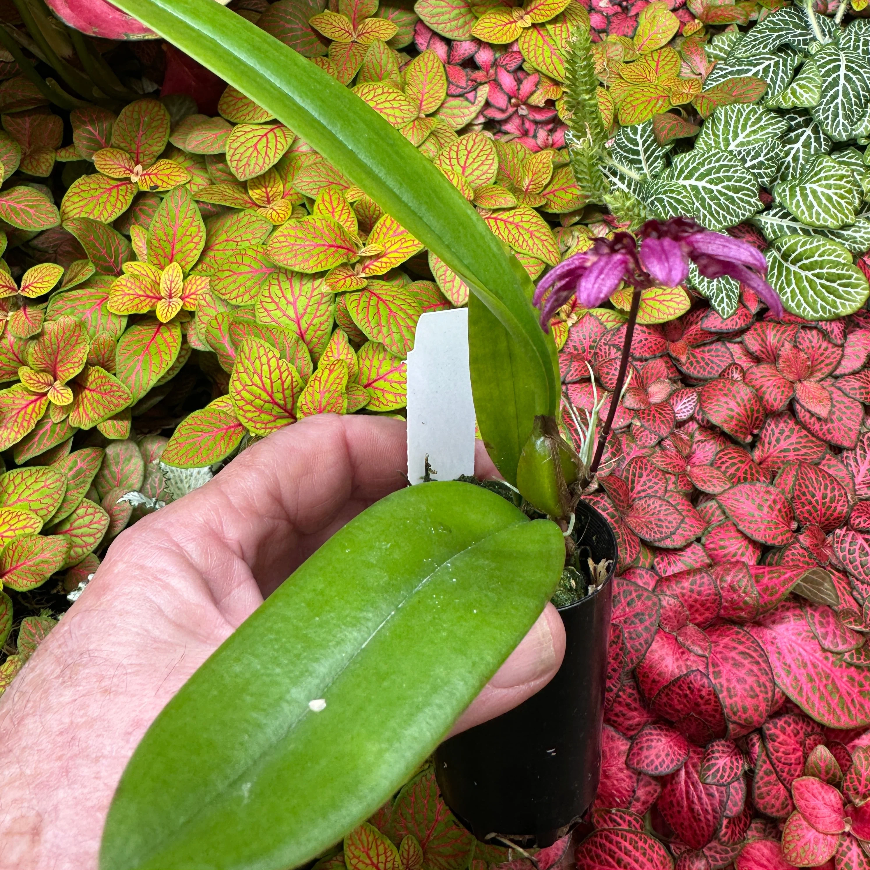 Bulbophyllum corolliferum - Image 4