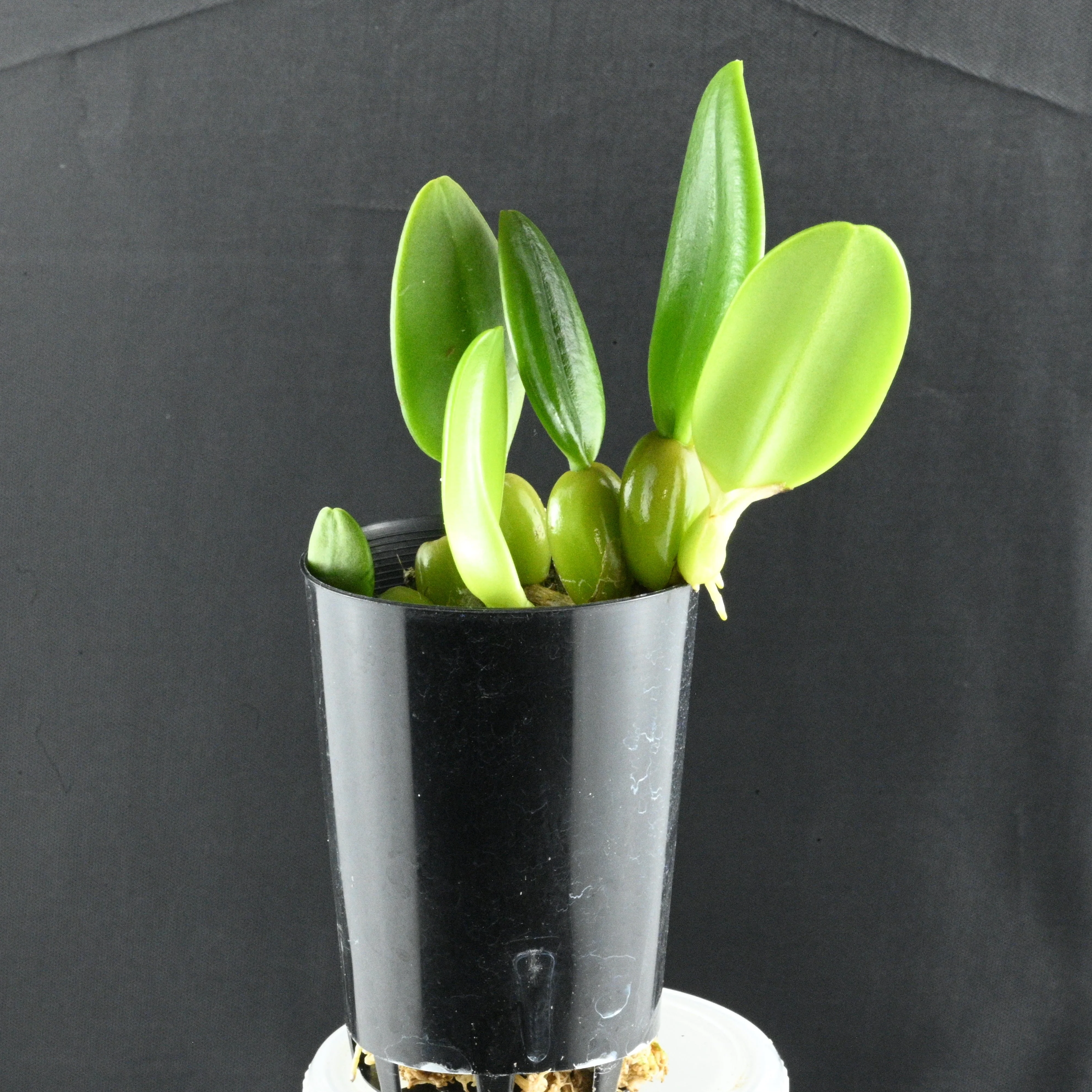 Bulbophyllum fascinator - Image 2