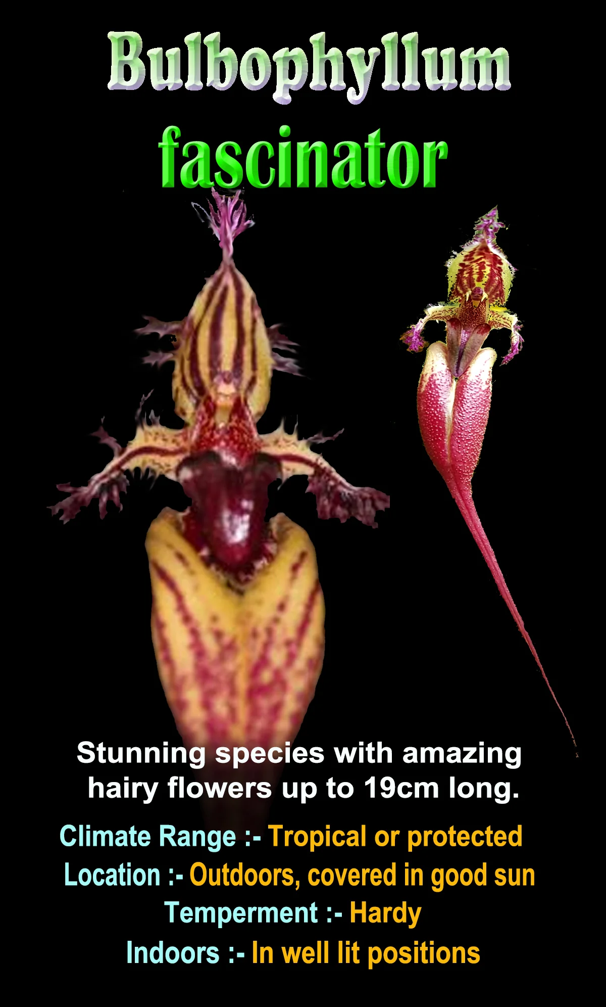 Bulbophyllum fascinator - Image 3