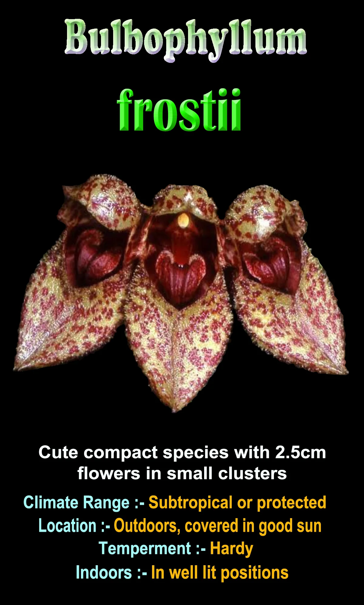Bulbophyllum frostii - Image 3