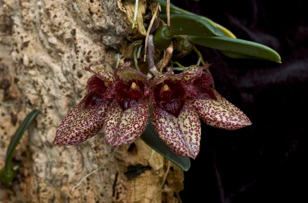 Bulbophyllum frostii - Image 4
