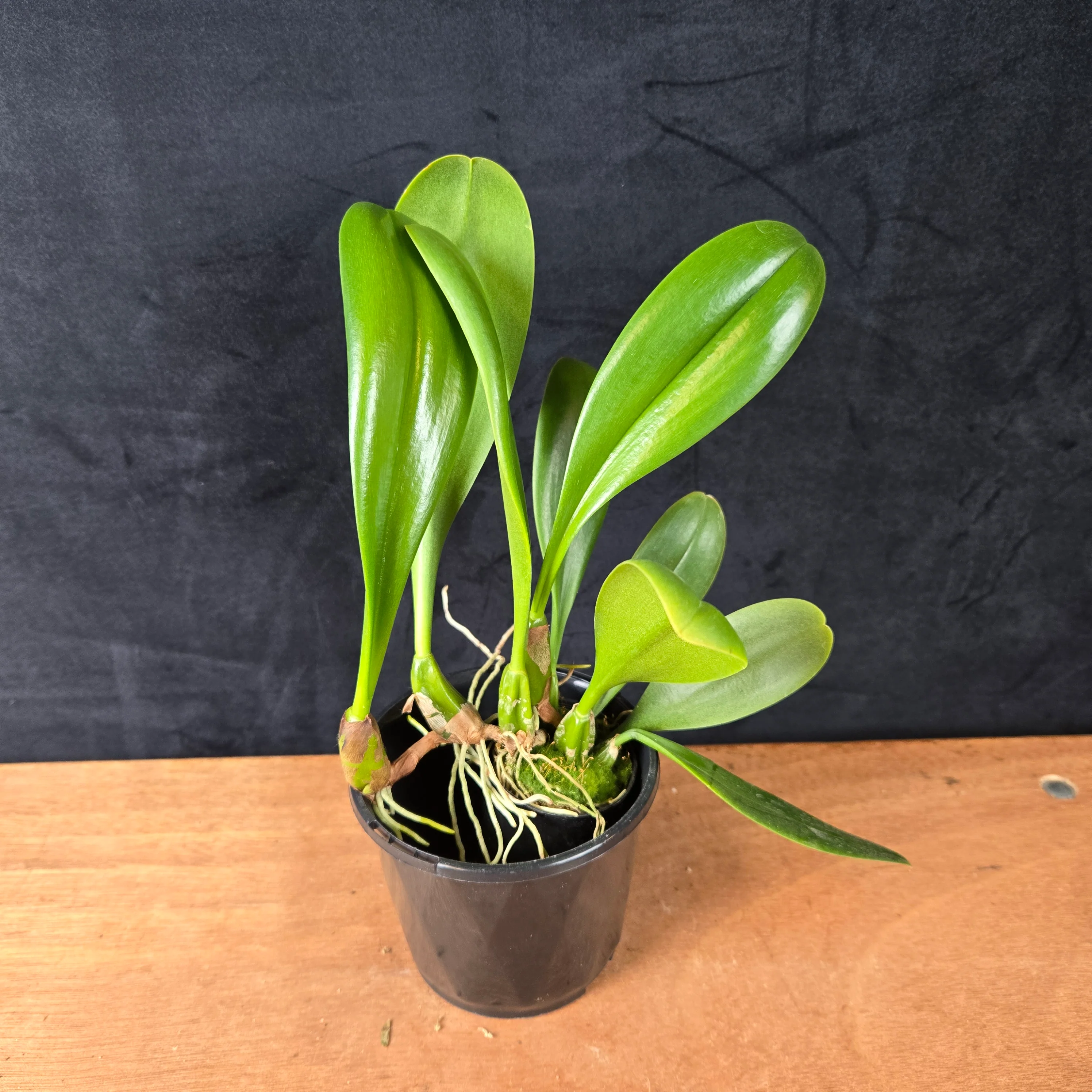 Bulbophyllum grandiflorum var. aureum - Image 2