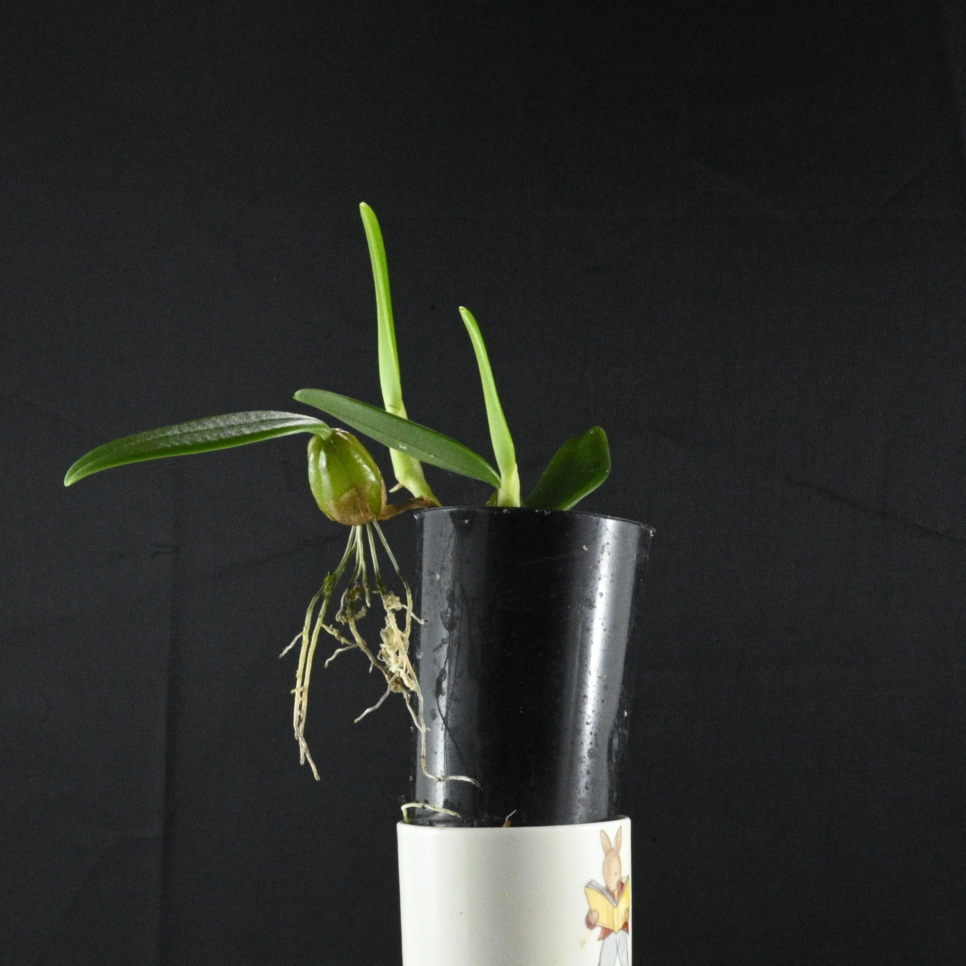 Bulbophyllum lasiochilum - Image 3
