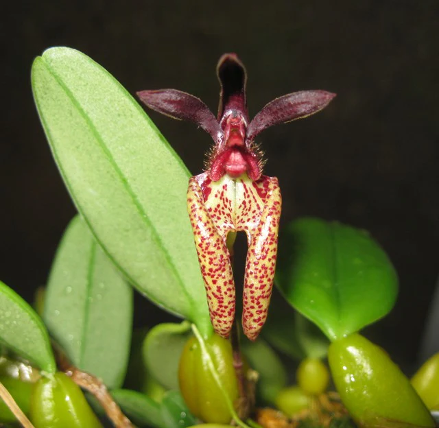 Bulbophyllum lasiochilum - Image 4