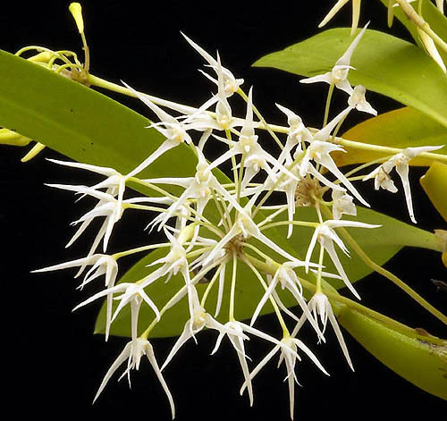 Bulbophyllum laxiflorum - Image 3