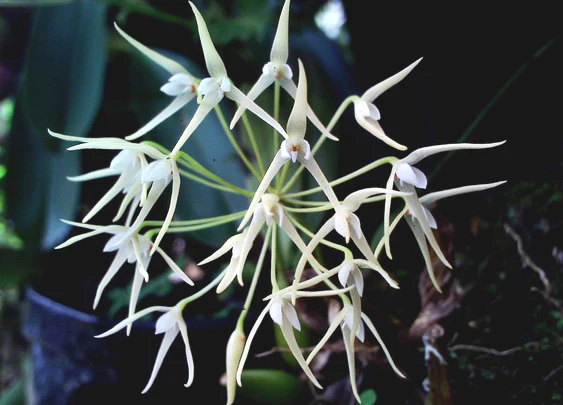 Bulbophyllum laxiflorum - Image 4