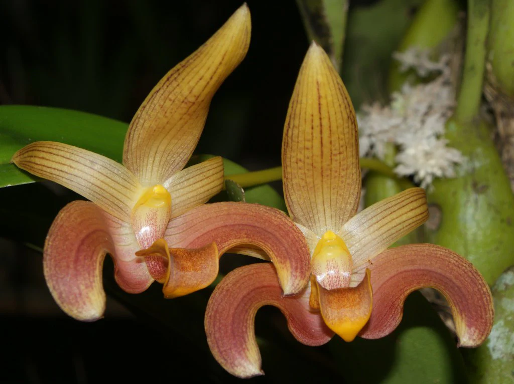 Bulbophyllum lobbii gigantea 'Caramel Sundae' - Image 2
