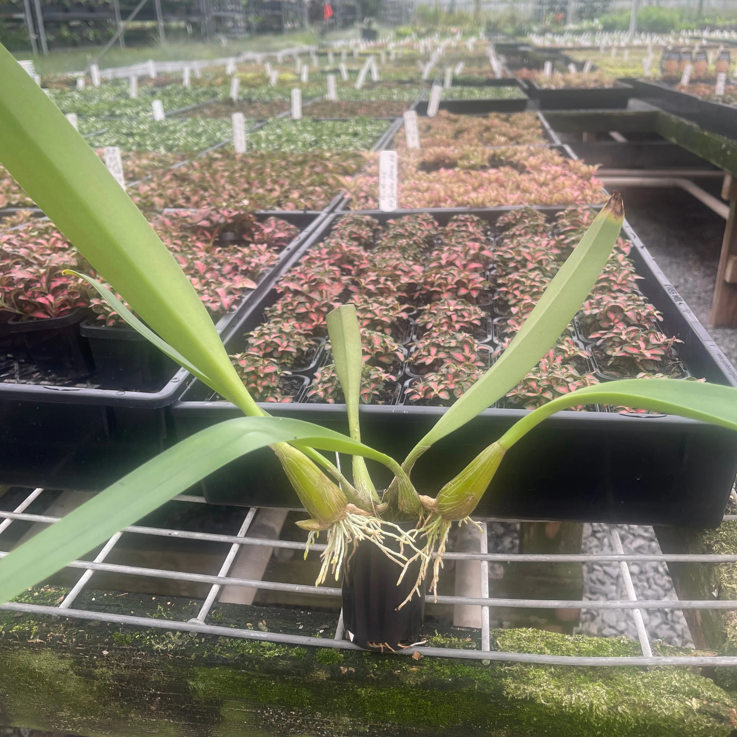 Bulbophyllum lobbii gigantea 'Caramel Sundae' - Image 3