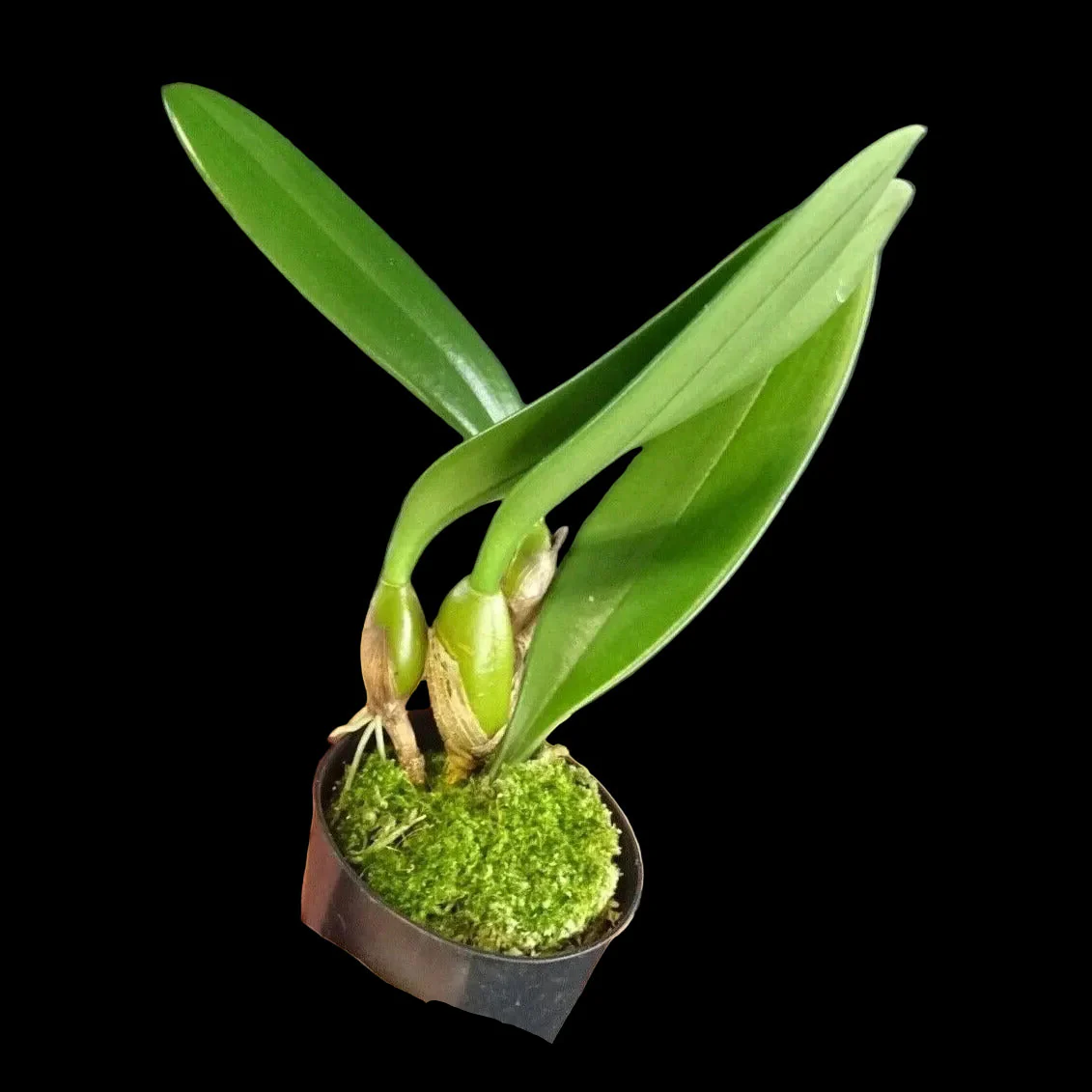 Bulbophyllum longissimum - Image 3