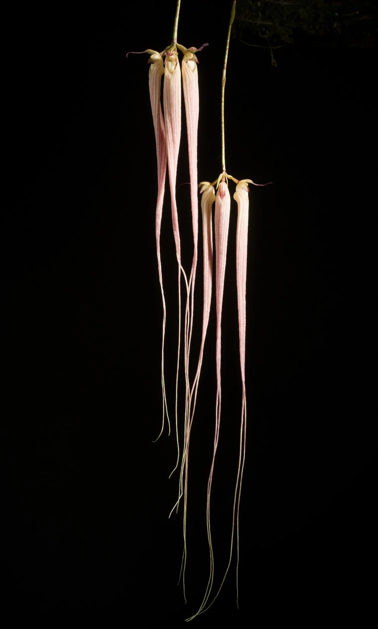 Bulbophyllum longissimum - Image 4
