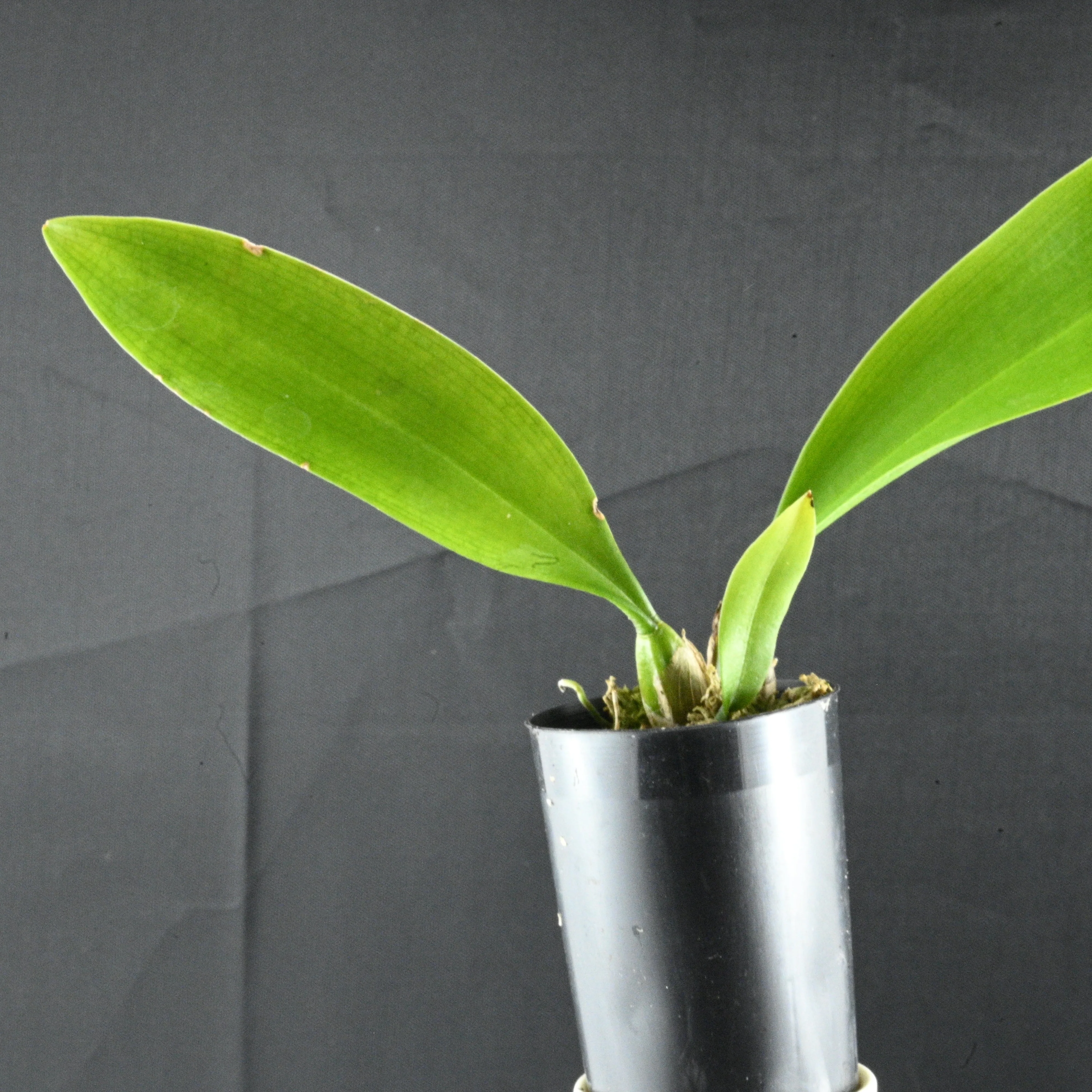 Bulbophyllum Louis Sander - Image 2