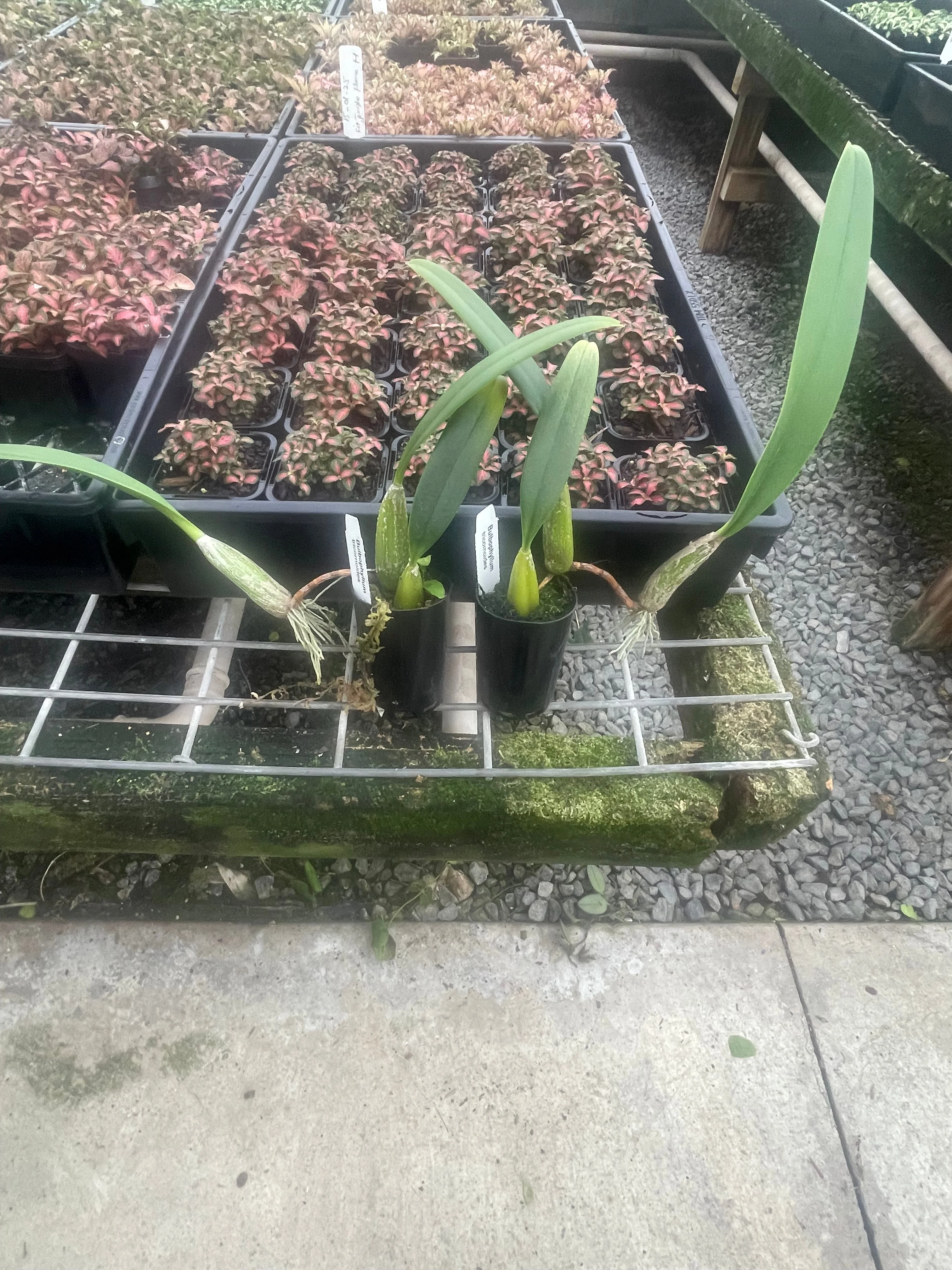 Bulbophyllum macrocoleum - Image 2