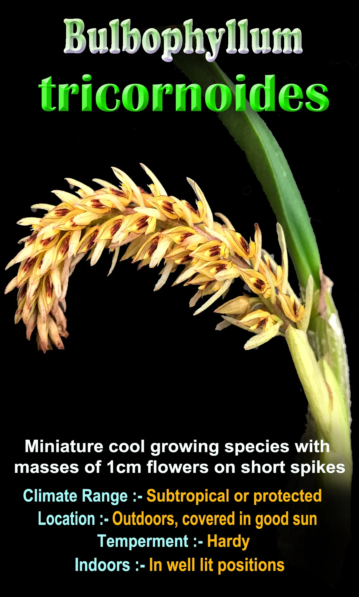 Bulbophyllum macrocoleum - Image 3