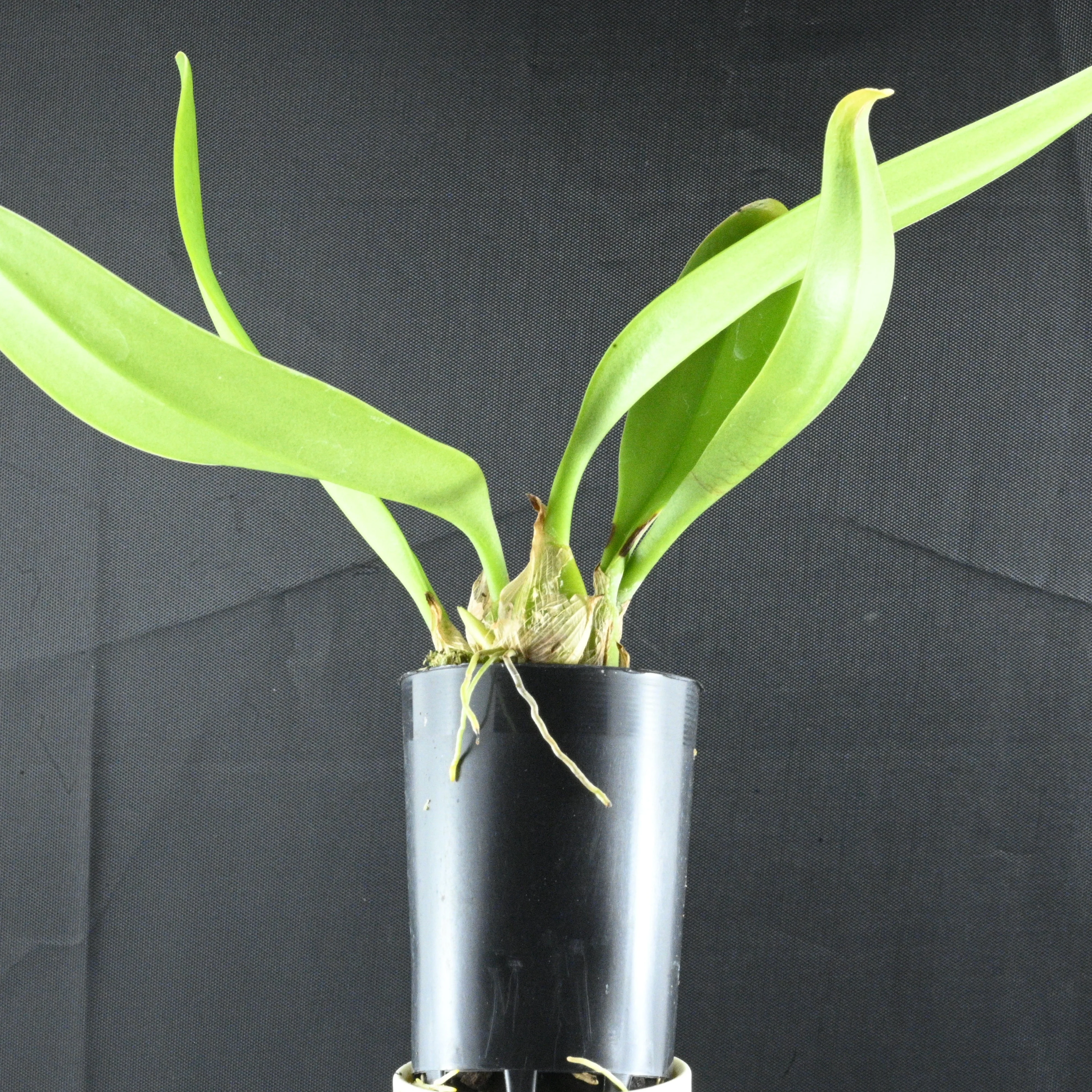 Bulbophyllum mastersianum - Image 2