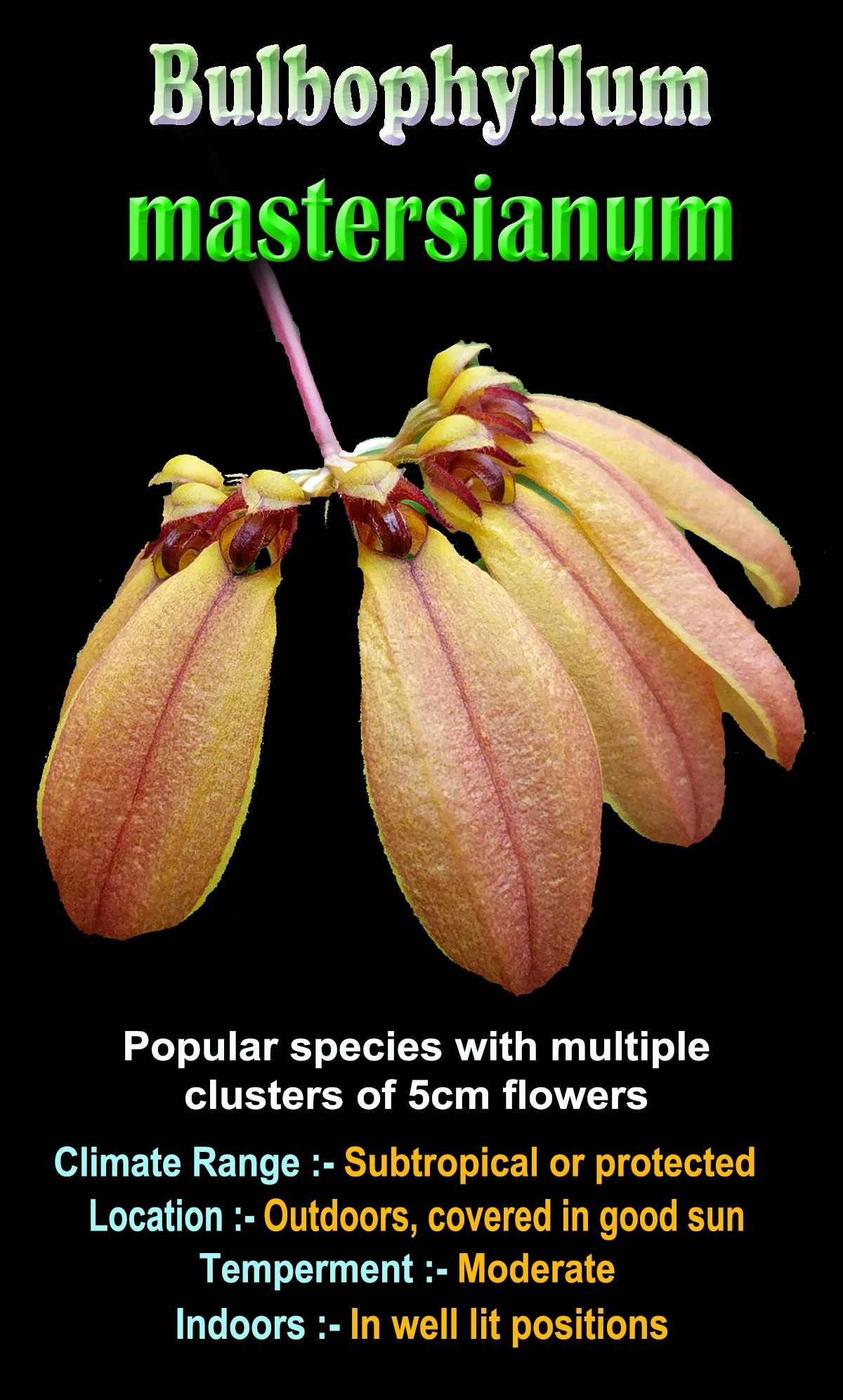 Bulbophyllum mastersianum - Image 3