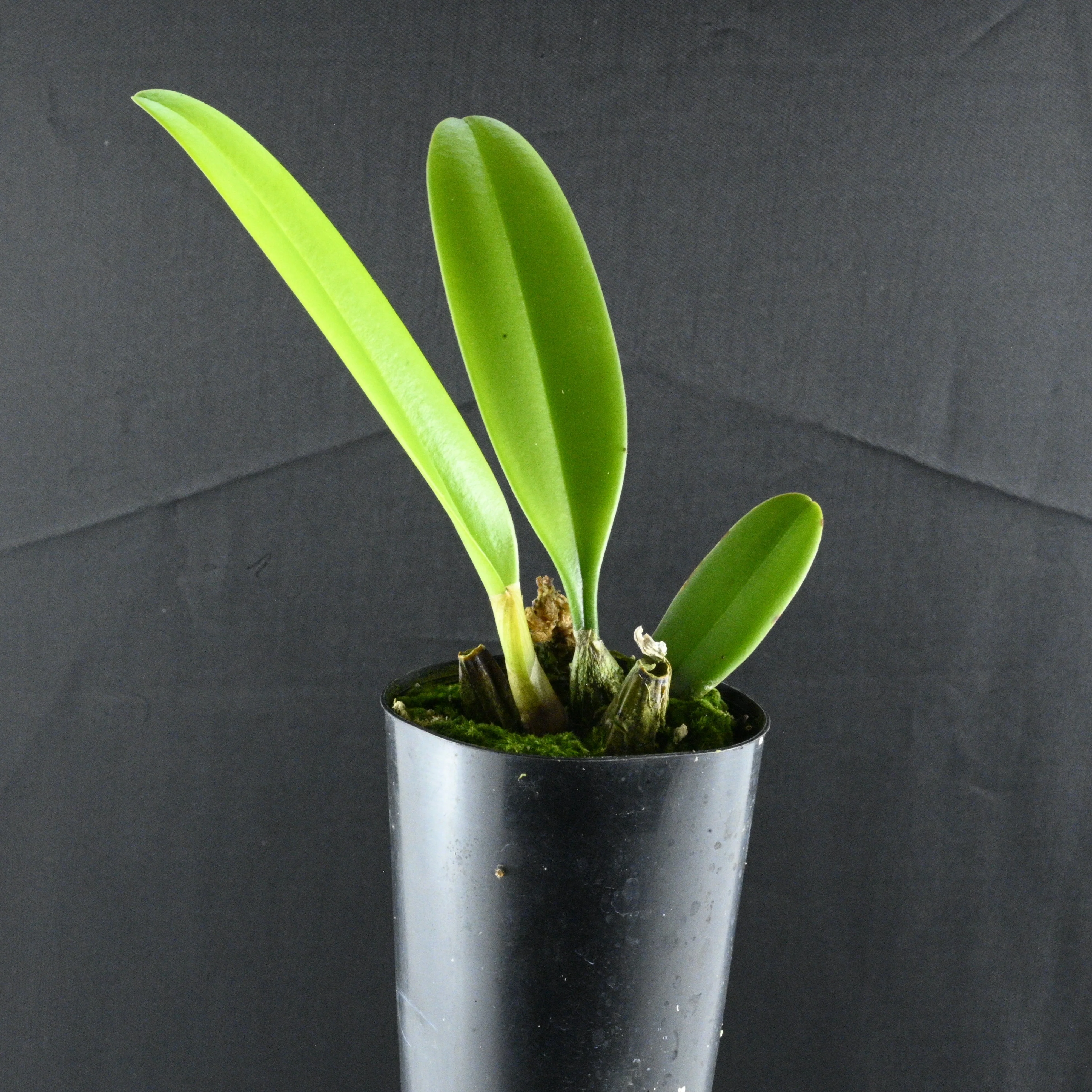 Bulbophyllum medusae - The Medusa Orchid - Image 2