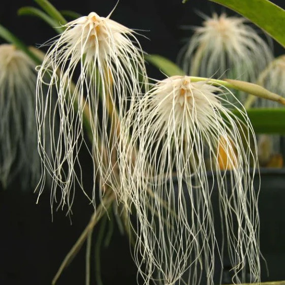 Bulbophyllum medusae - The Medusa Orchid - Image 3