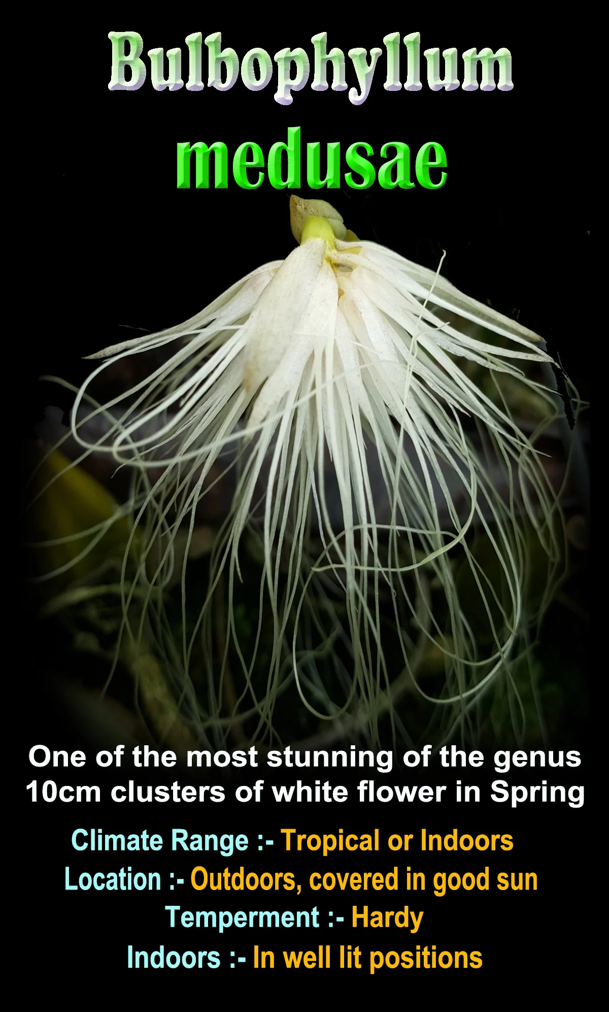 Bulbophyllum medusae - The Medusa Orchid - Image 4