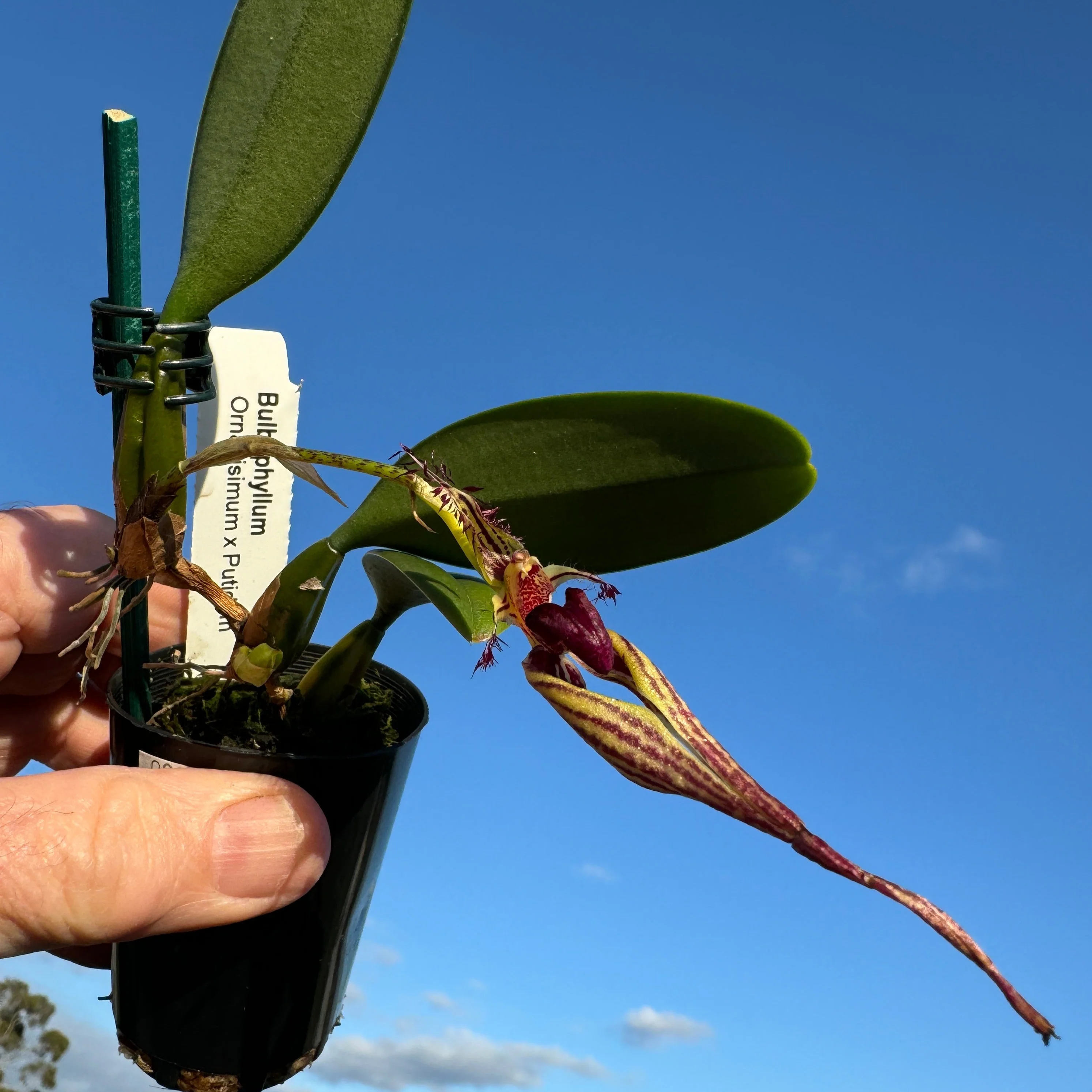 Bulbophyllum (ornatissimum x putidum) - Image 2