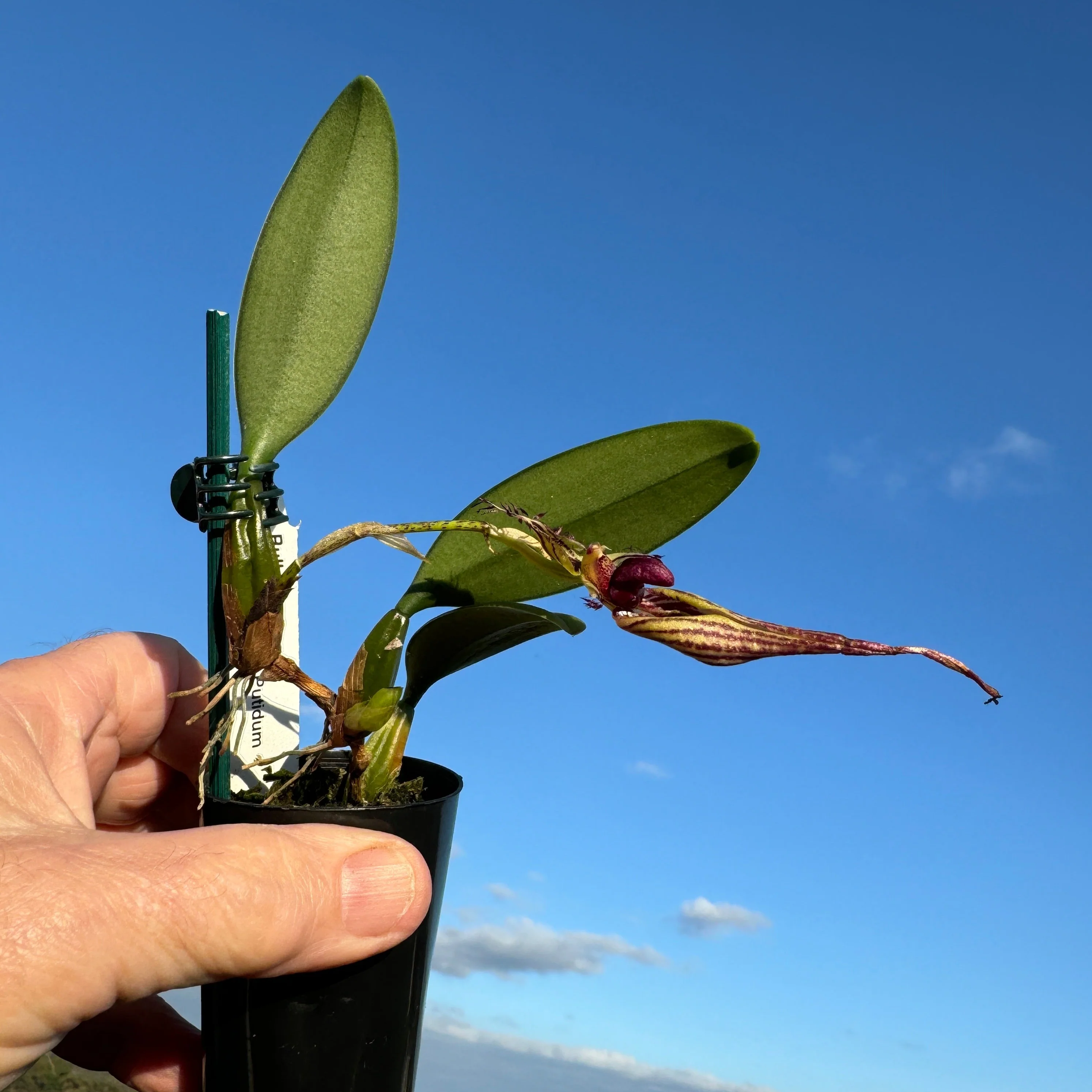 Bulbophyllum (ornatissimum x putidum) - Image 3
