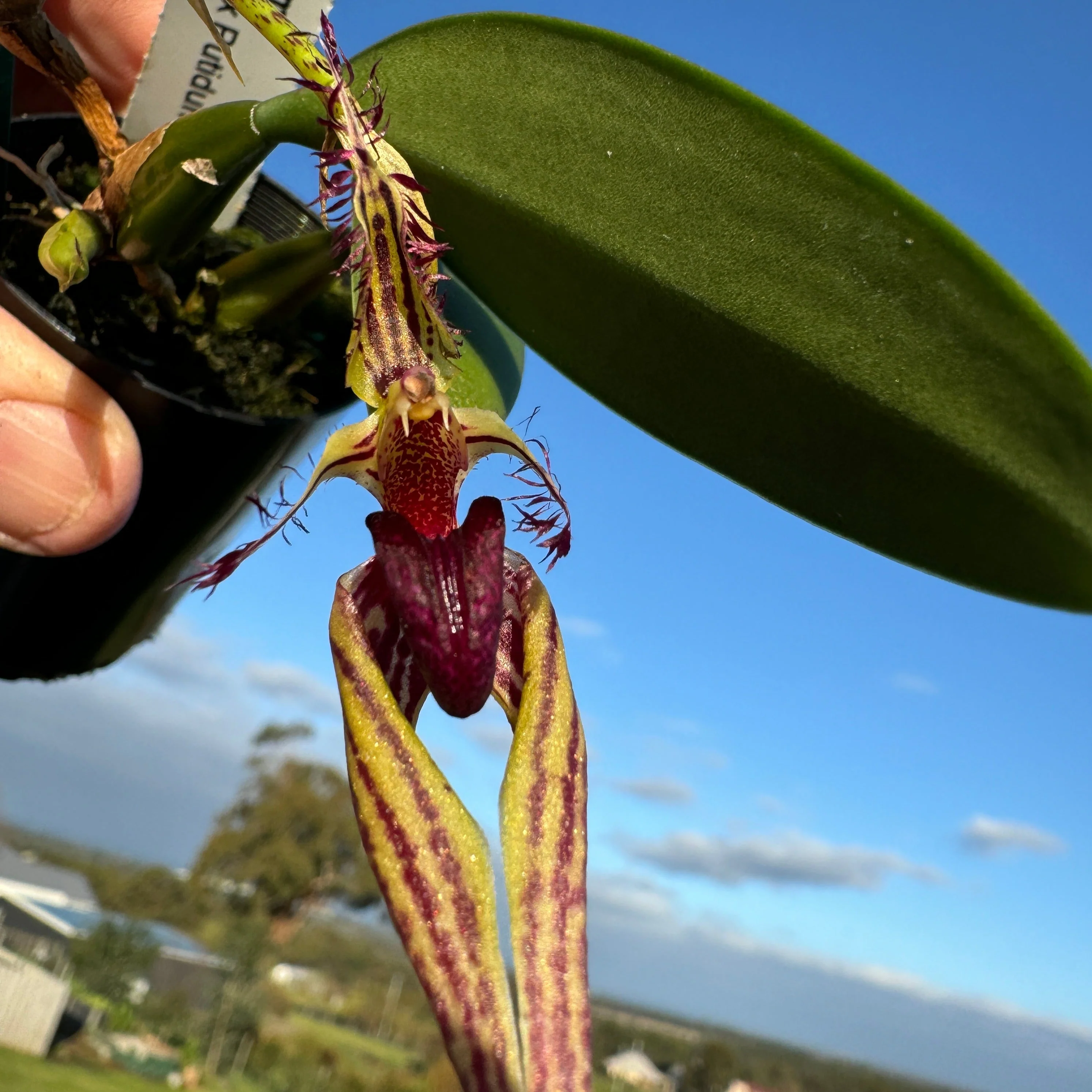 Bulbophyllum (ornatissimum x putidum) - Image 4