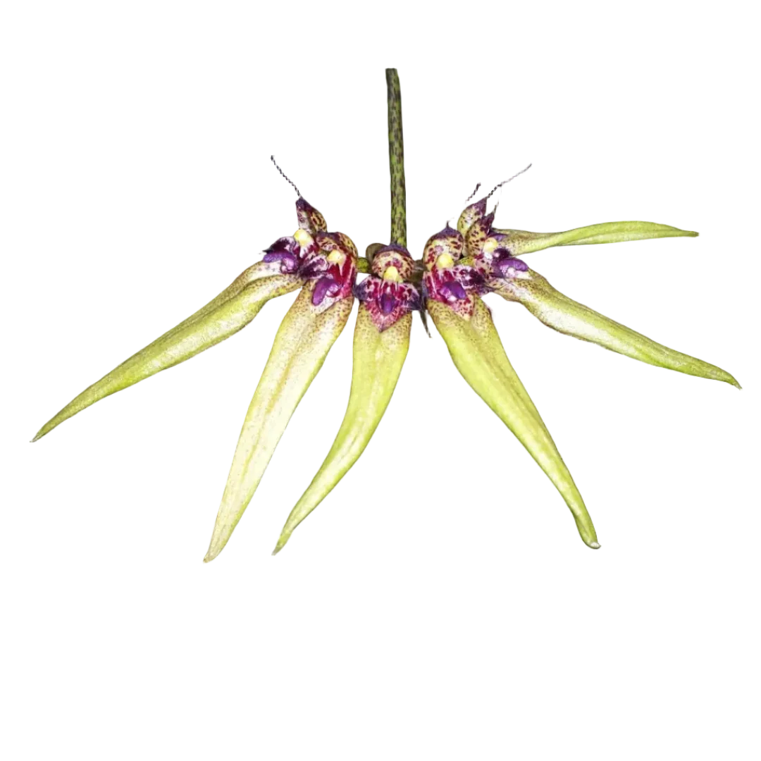 Bulbophyllum picturatum
