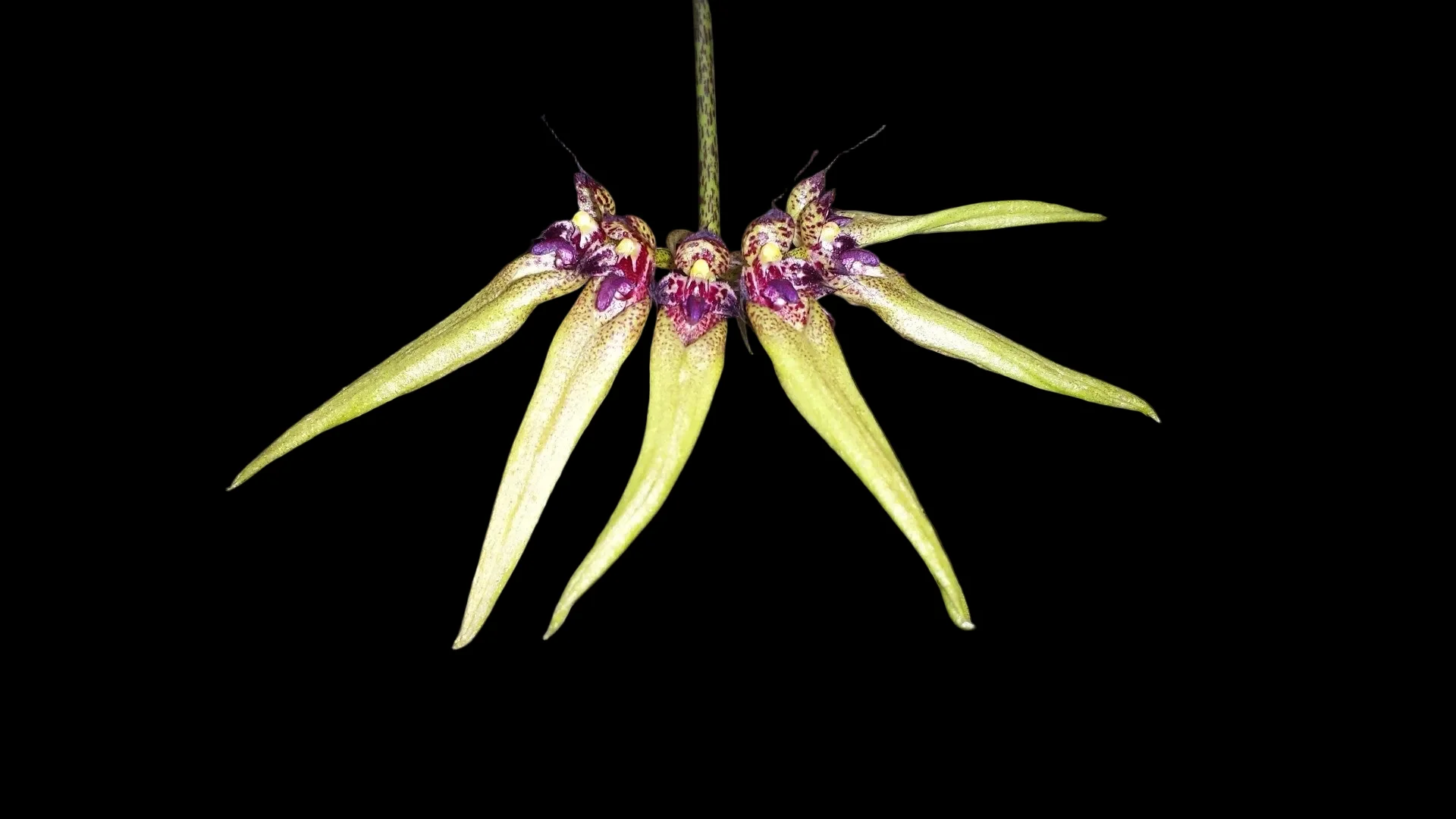Bulbophyllum picturatum - Image 2