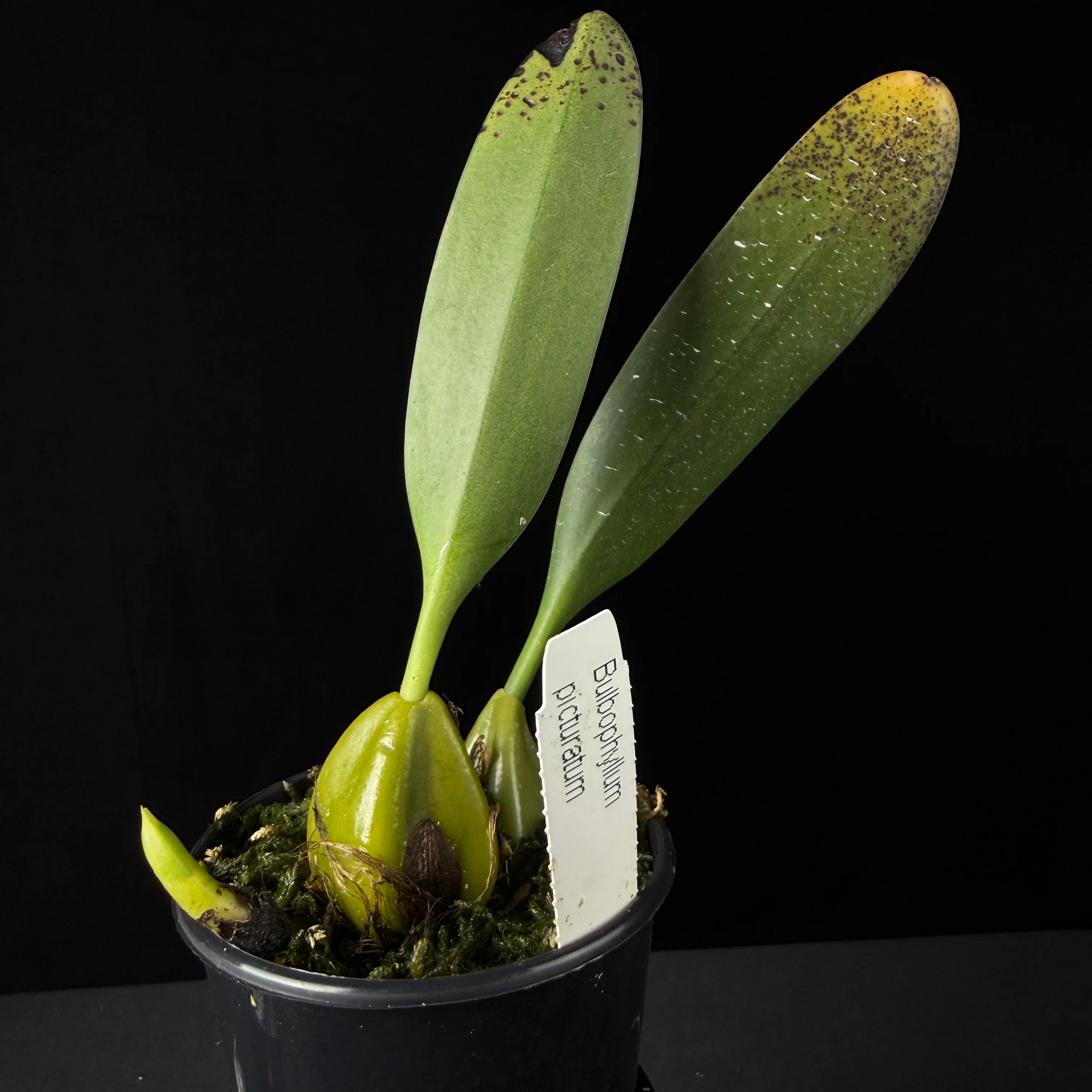 Bulbophyllum picturatum - Image 3
