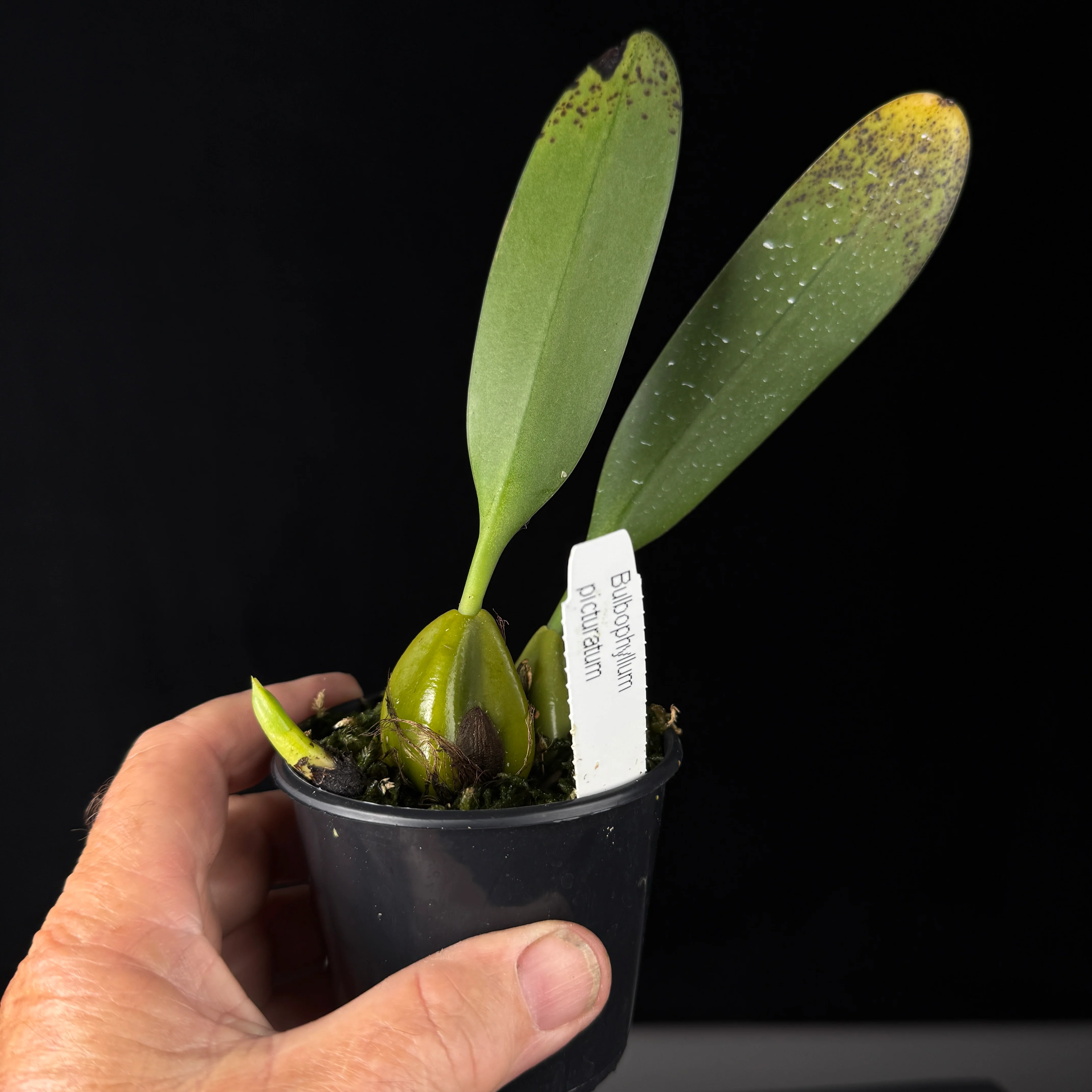 Bulbophyllum picturatum - Image 4