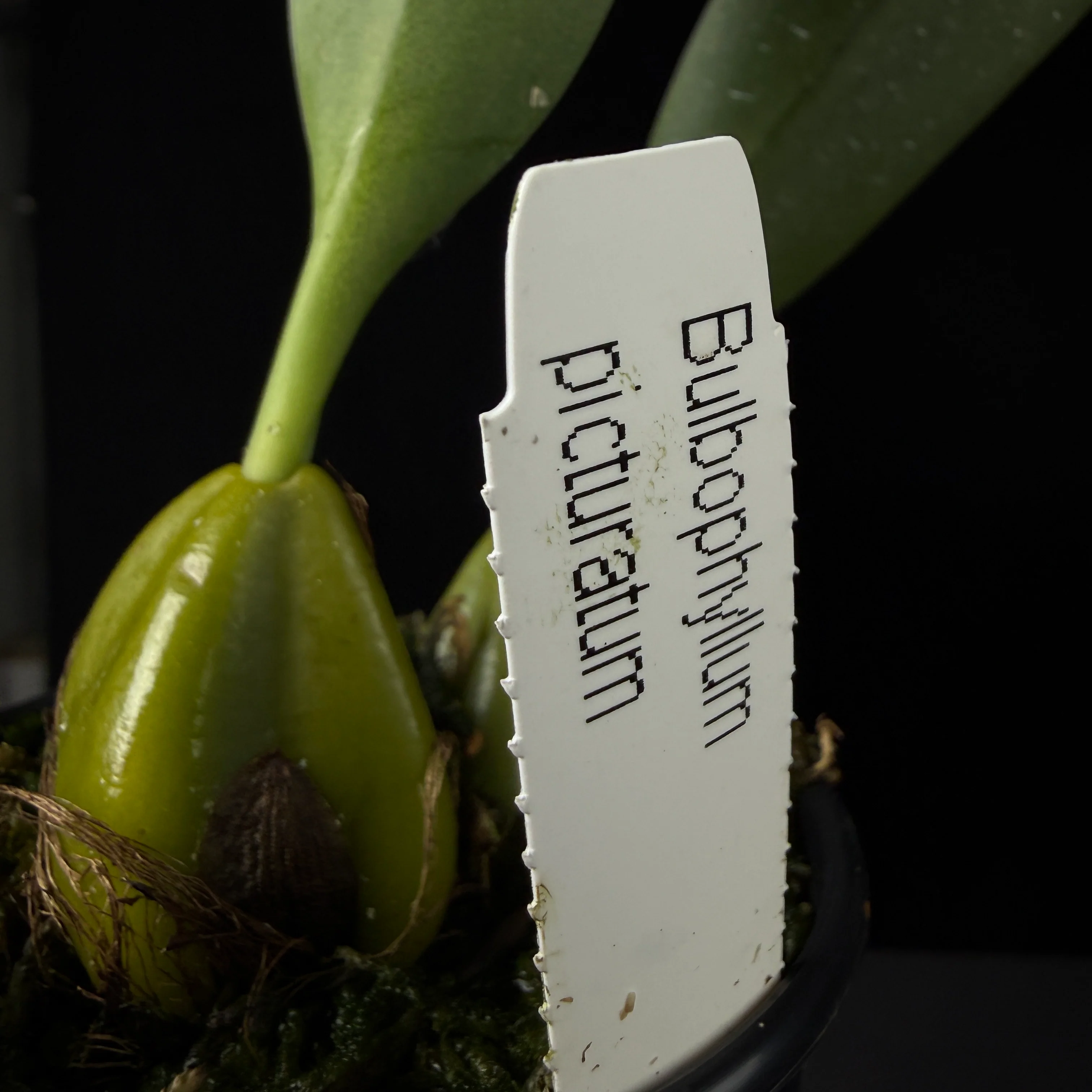 Bulbophyllum picturatum - Image 5