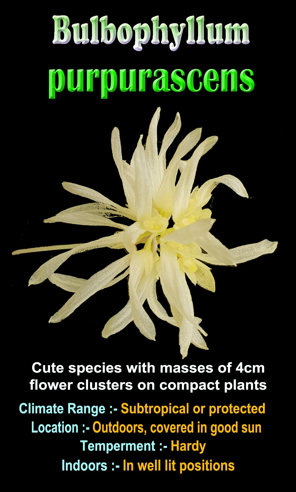 Bulbophyllum purpurascens - Image 3