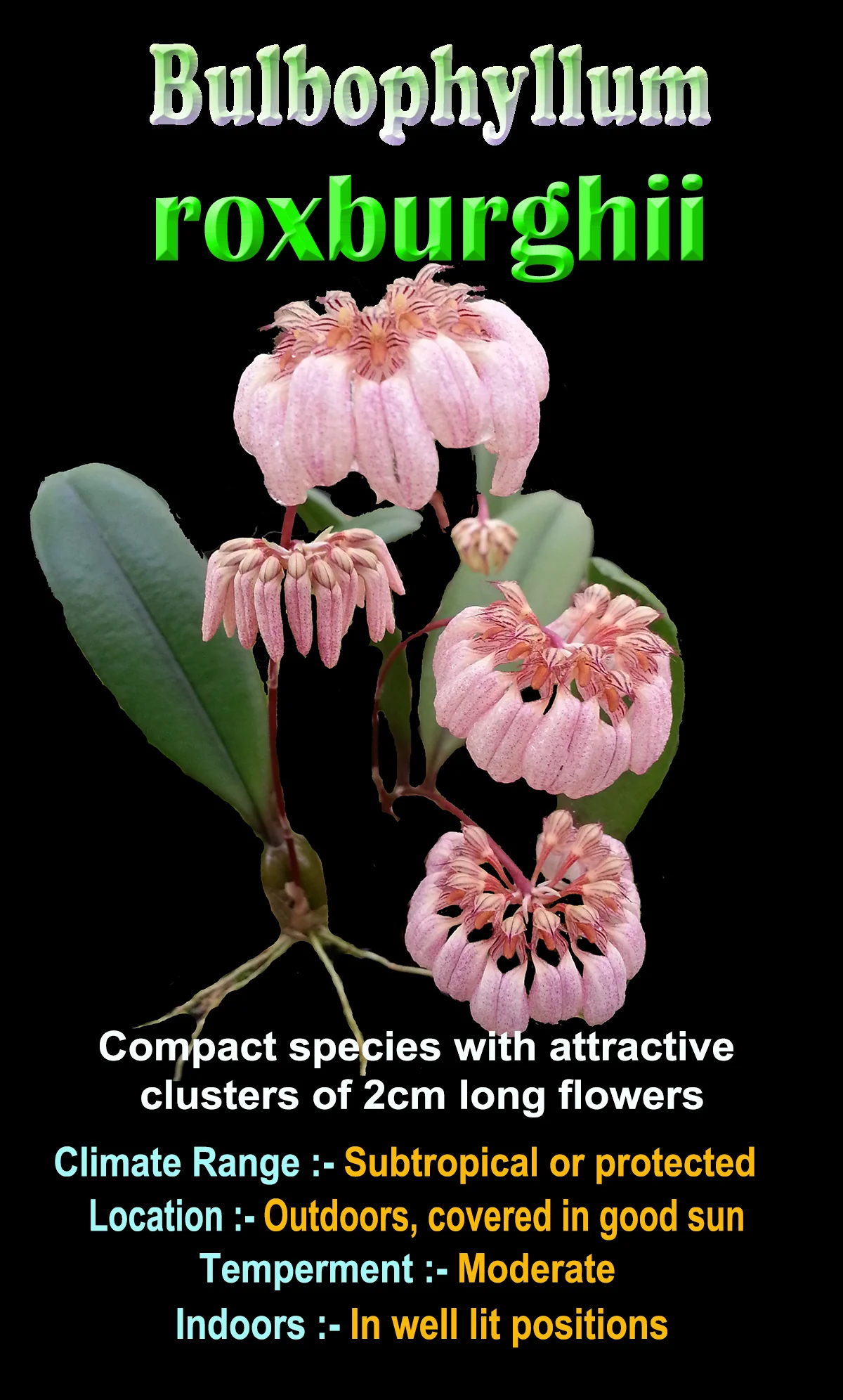Bulbophyllum roxburghii - Image 2