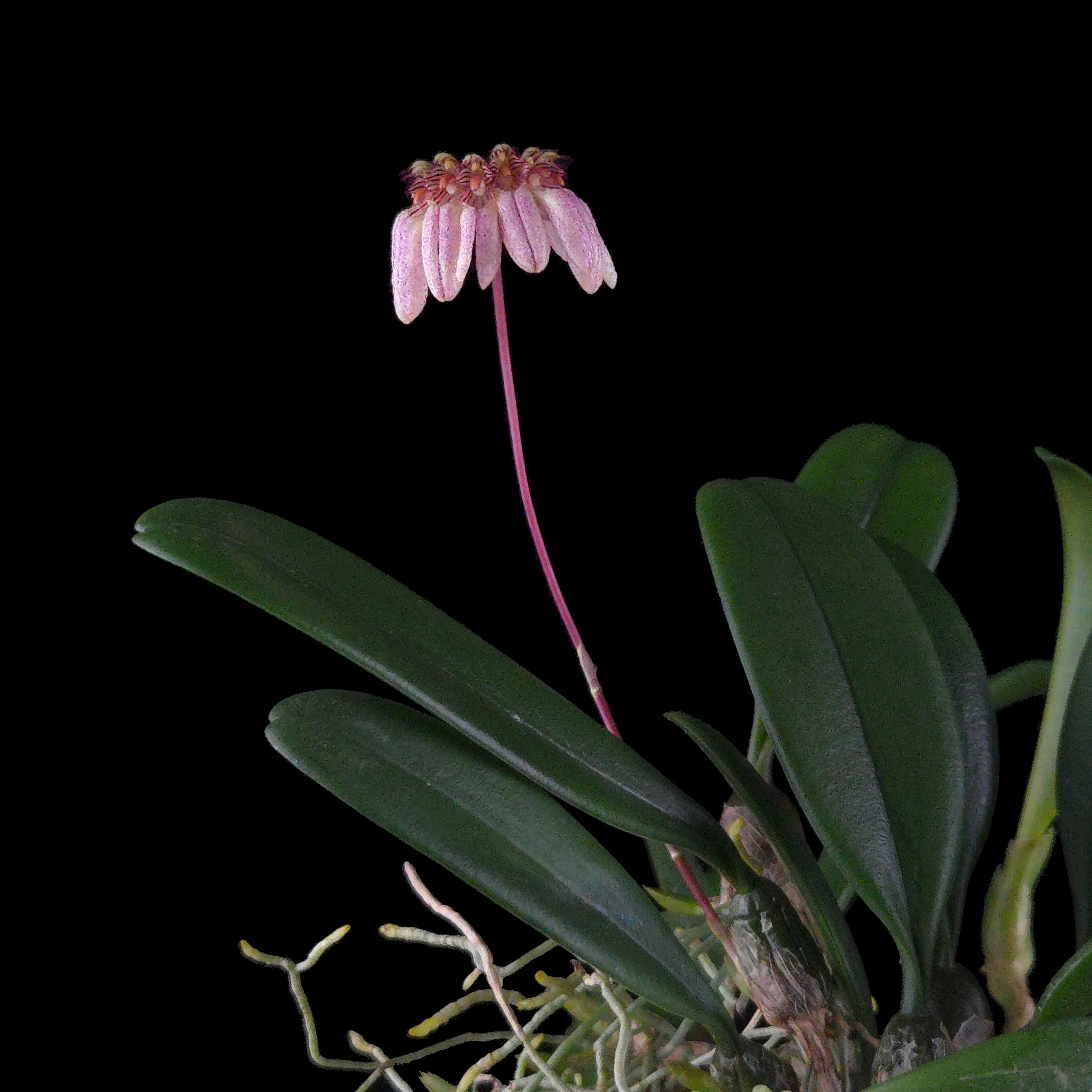 Bulbophyllum sikkimense - Image 2